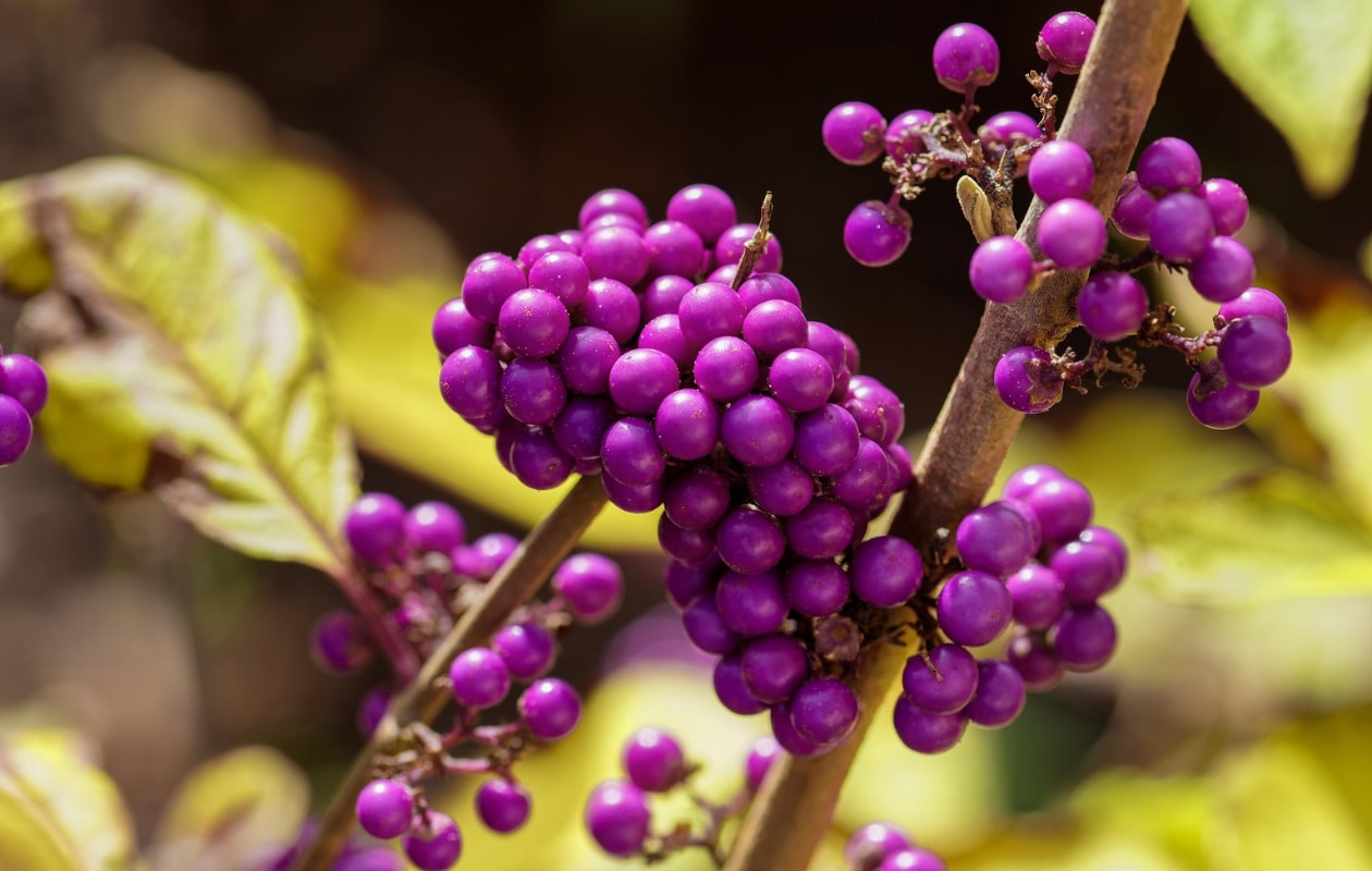 Callicarpa bodinieri 'Profusion'. Pixabay