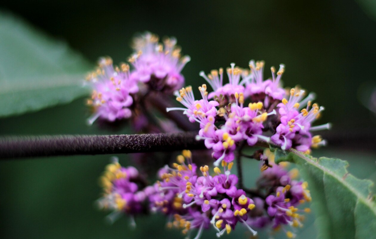 Callicarpa bodinieri 'Profusion' in bloei. Pixabay