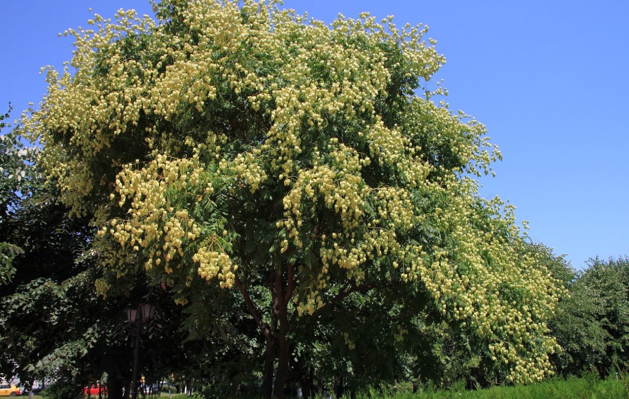 De lampionboom Koelreuteria paniculata. Pixabay