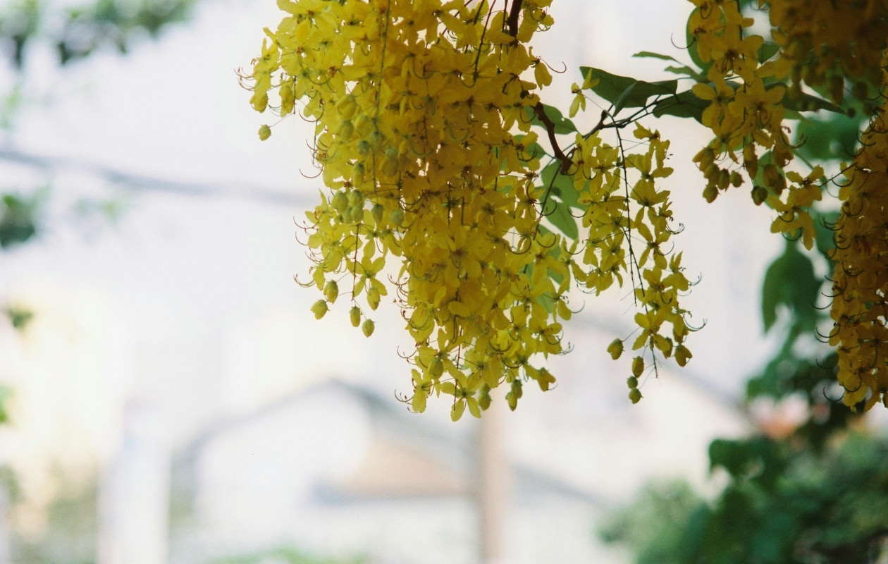 De lampionboom Koelreuteria paniculata. Pexels