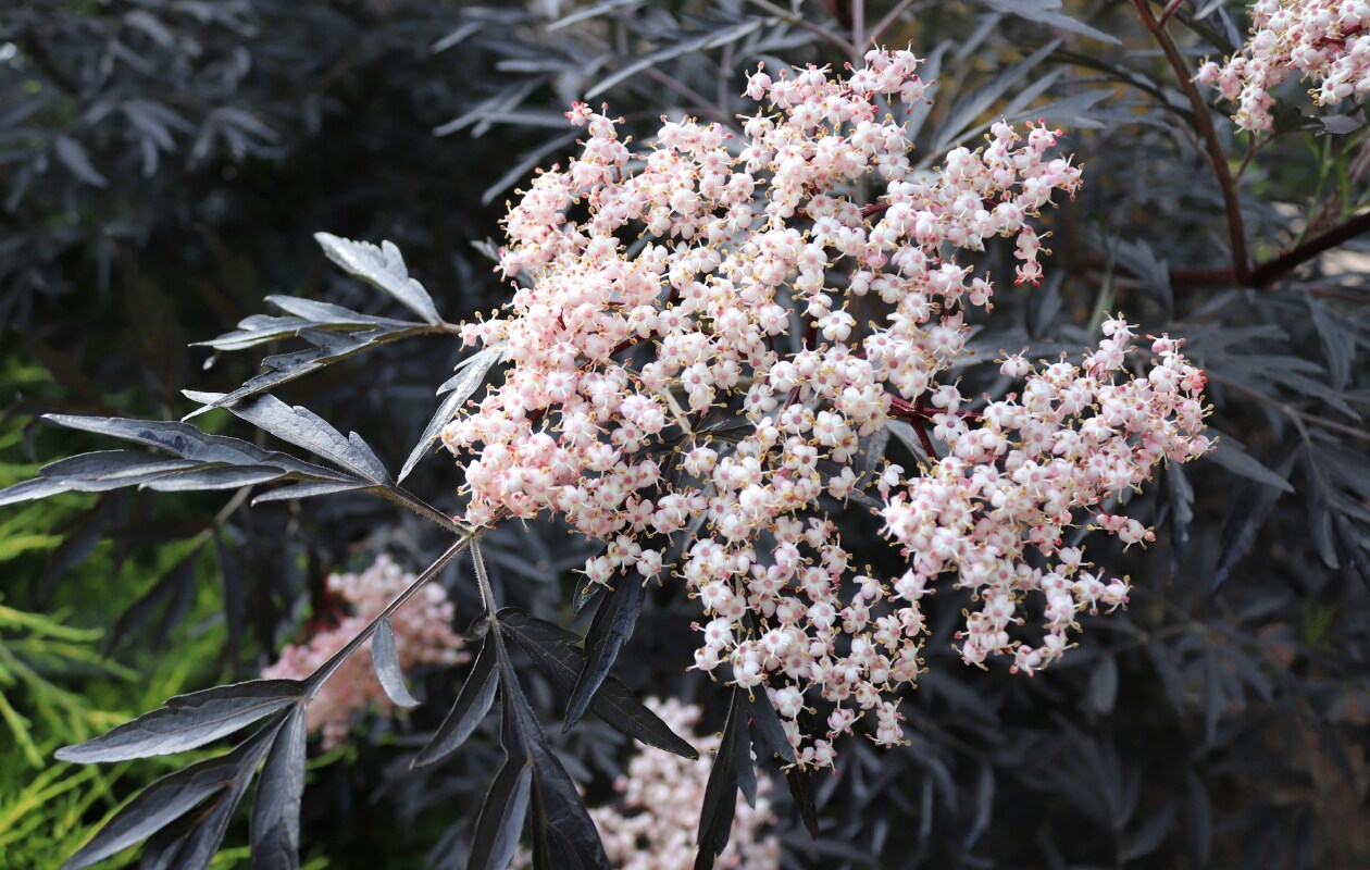 De gewone vlier Sambucus nigra. Unsplash