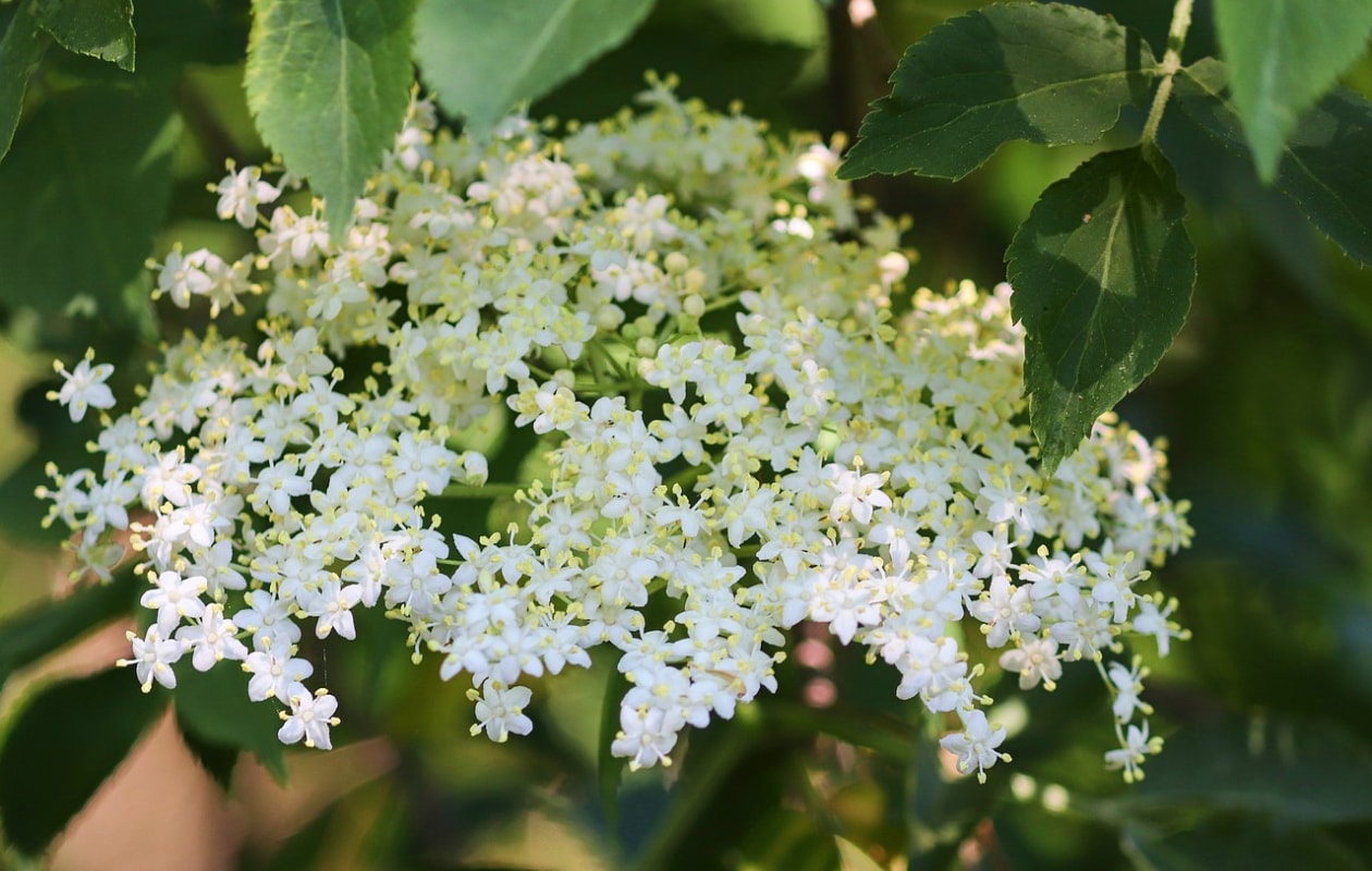 De gewone vlier Sambucus nigra. Pixabay