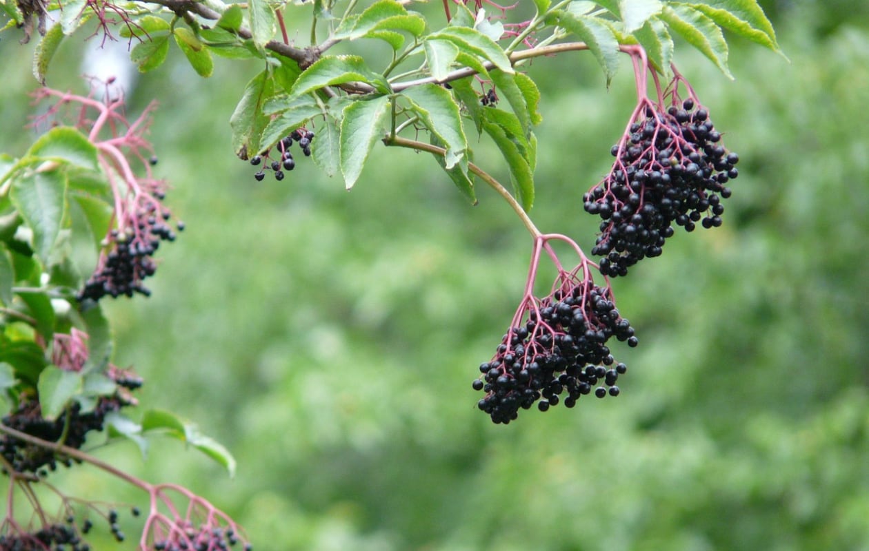 De vlierbessen van de gewone vlier Sambucus nigra. Pixabay