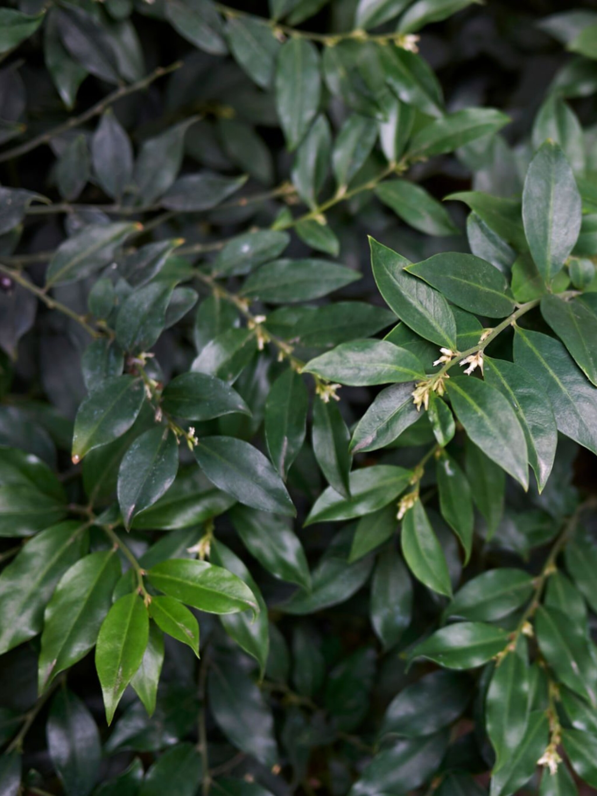 sarcococca