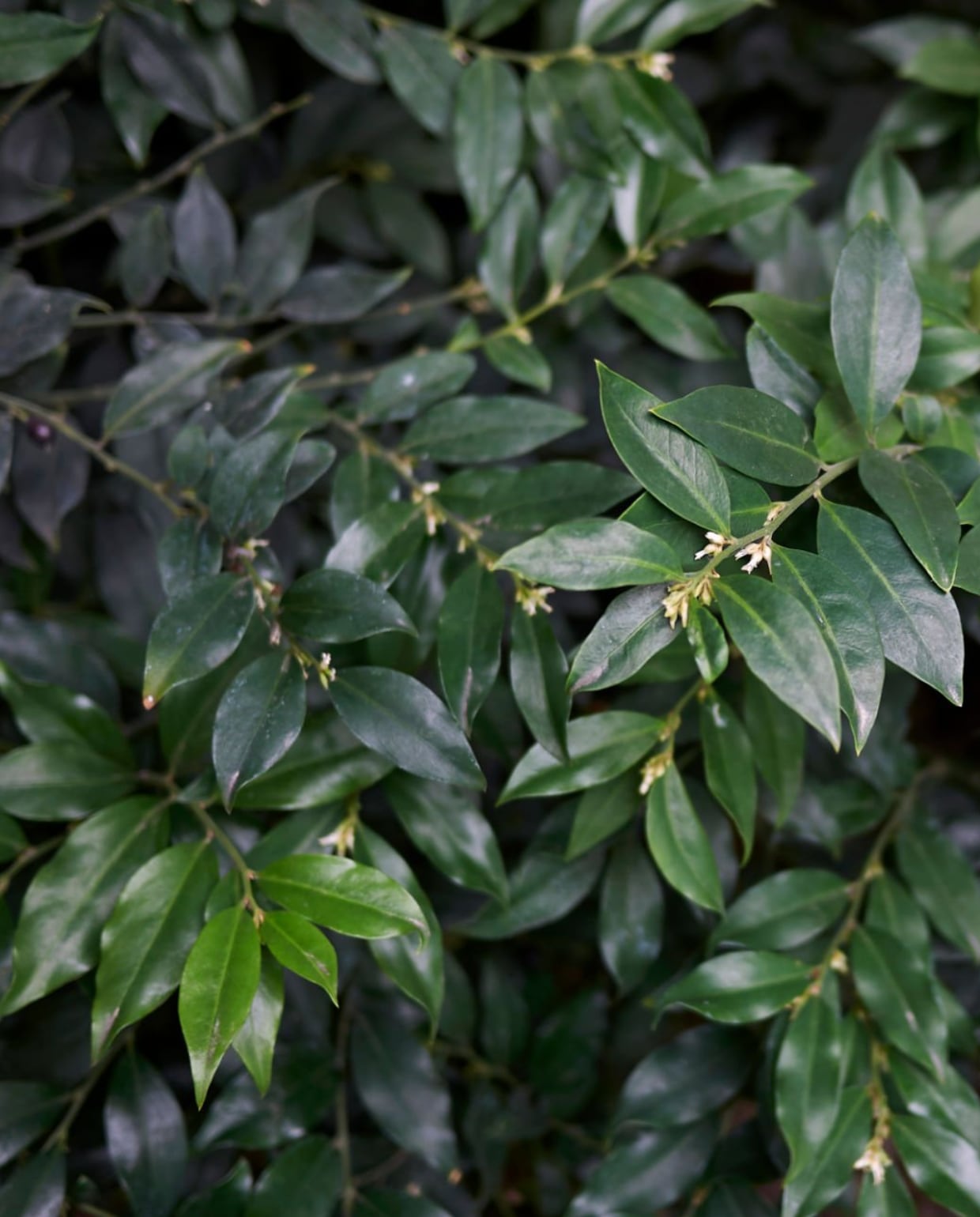 Sarcococca hookeriana humilis (vleesbes). Seven75 via iStock