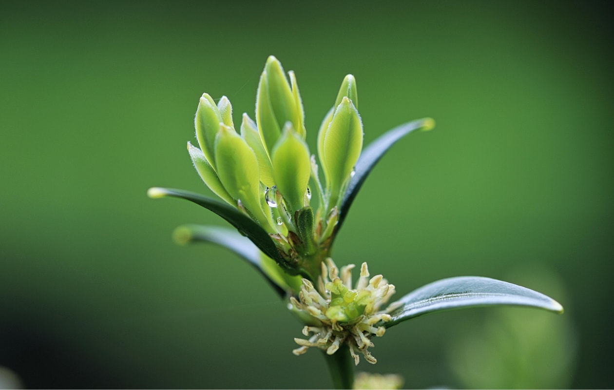 Sarcococca hookeriana varieteit humilis in bloei. Pexels