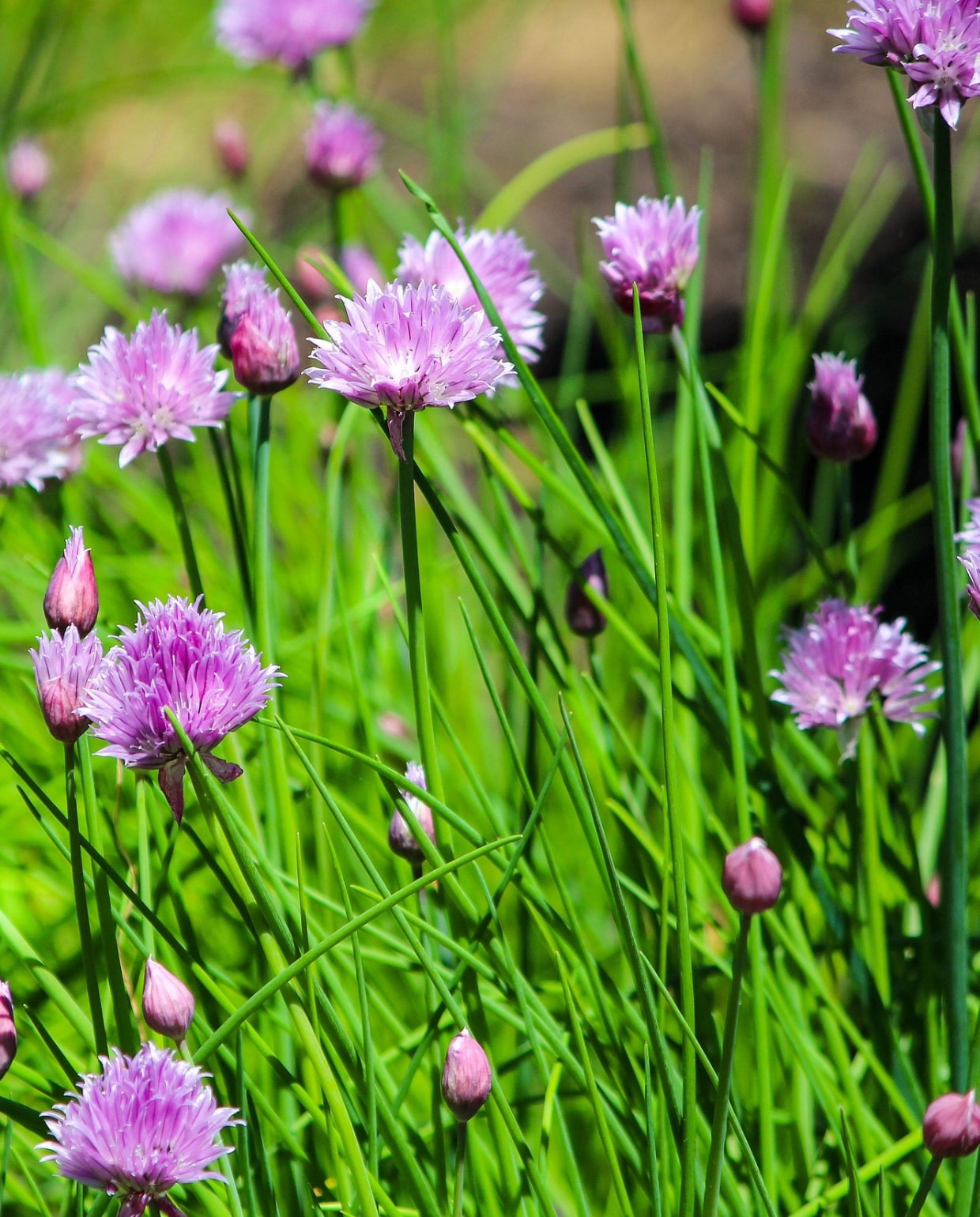 Bieslook, Allium schoenoprasum. Pixabay