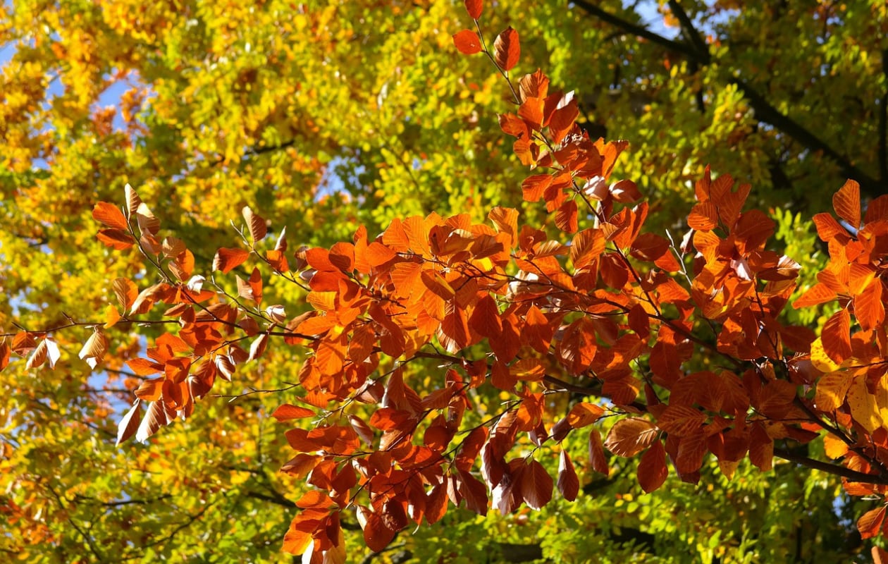 De Fagus sylvatica is de algemeen bekende beuk. Pixabay