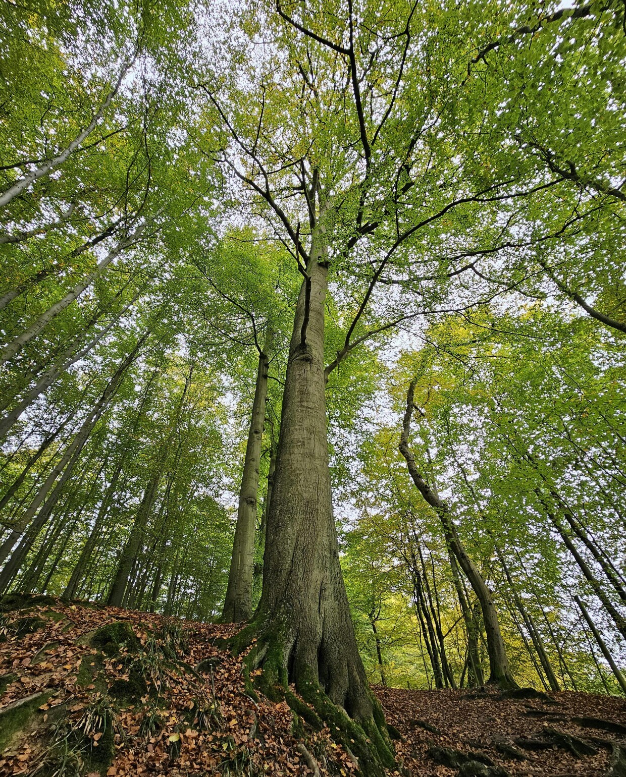 De Fagus sylvatica is de algemeen bekende beuk. Pexels