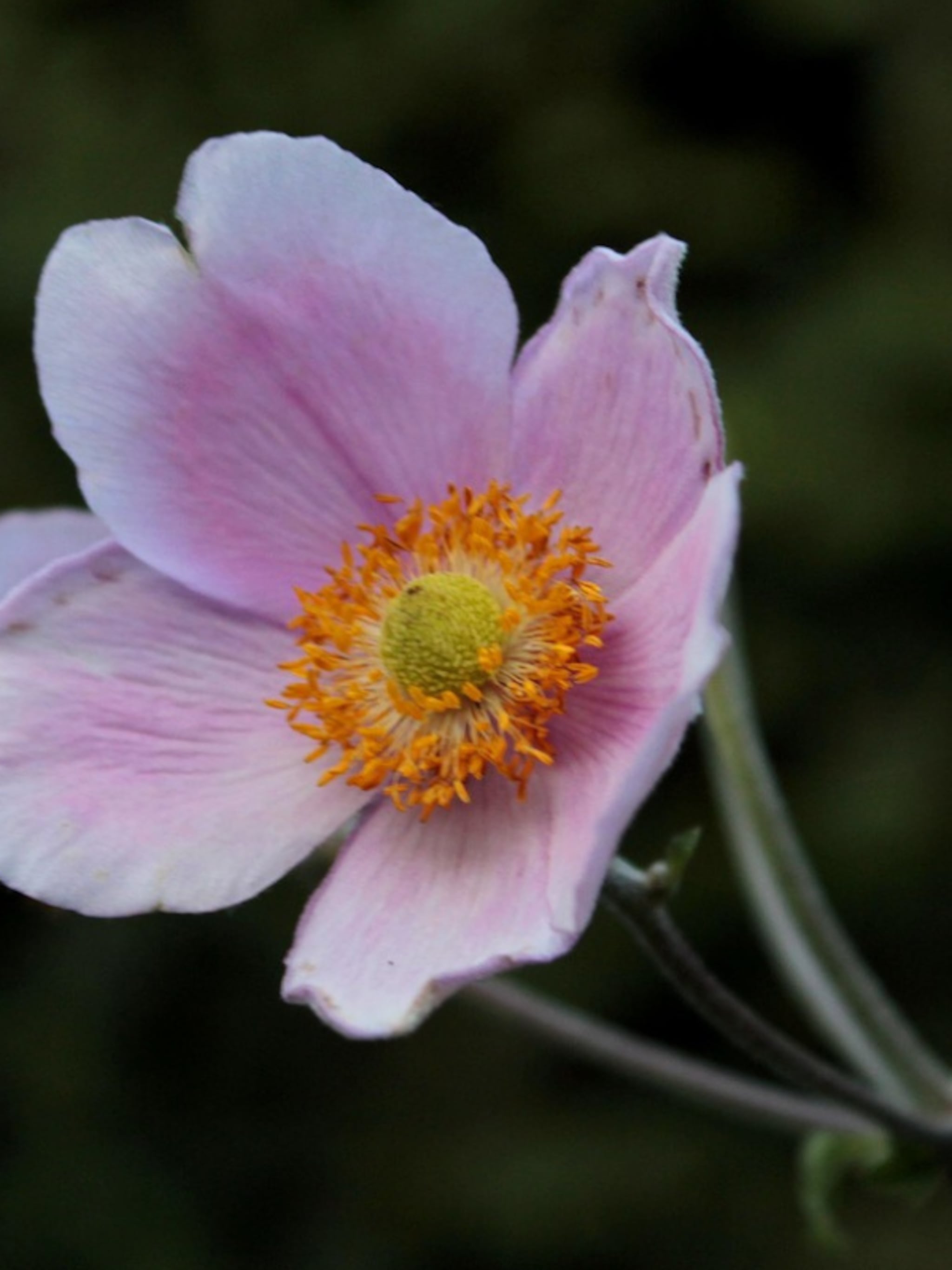 herfstanemoon robustissima