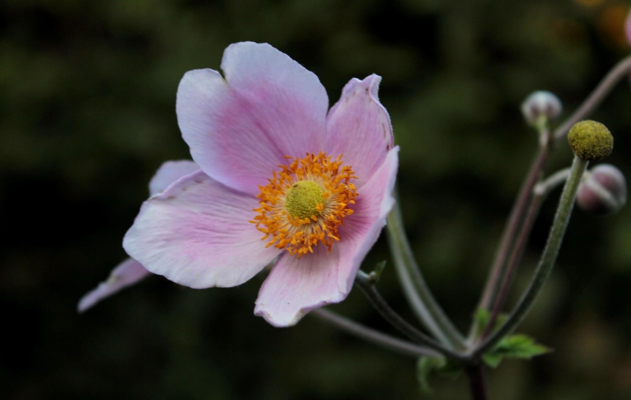 De herfstanemoon Anemone tomentosa 'Robustissima'. Pixabay