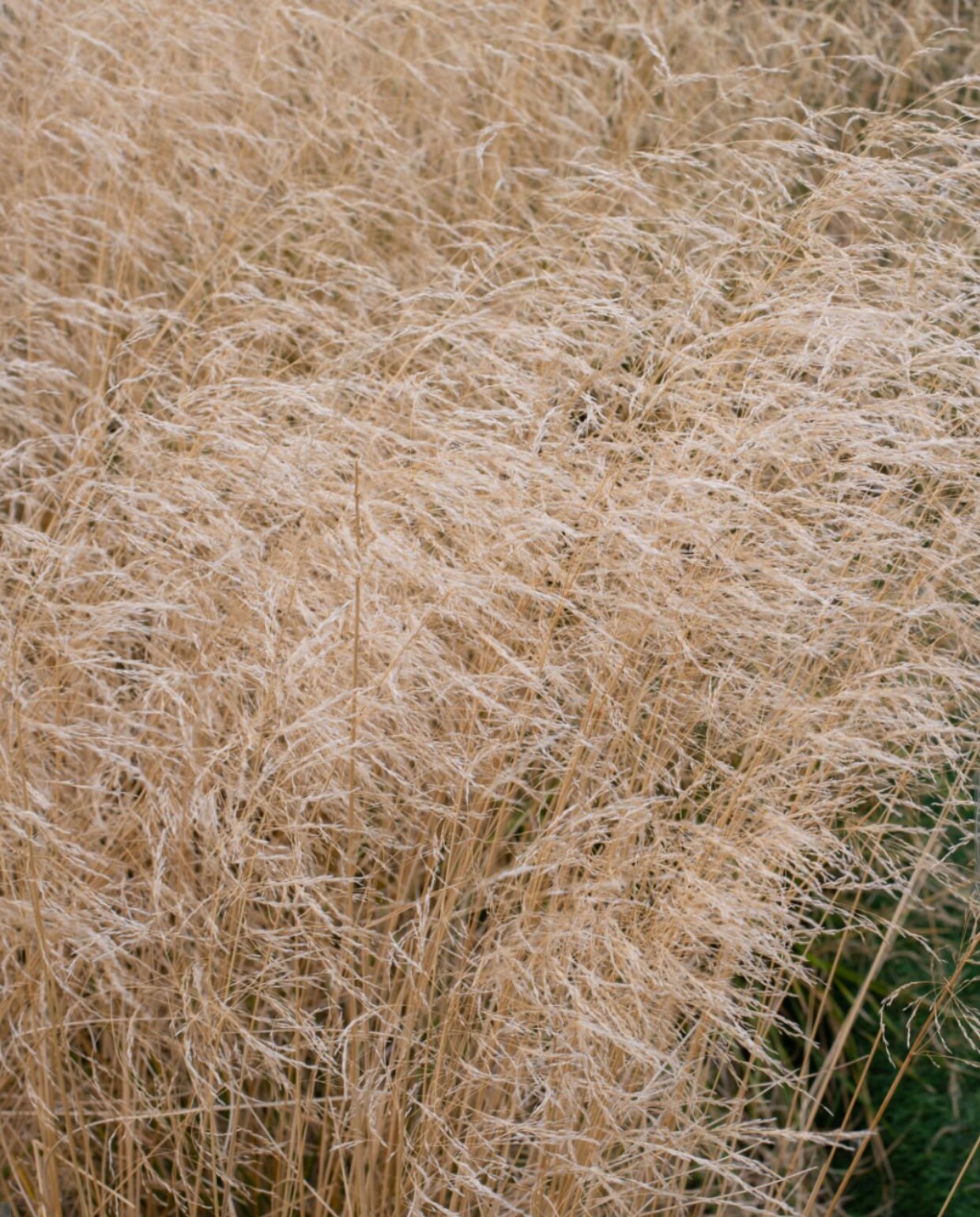 De smele Deschampsia cespitosa 'Goldschleier'. Olga Korica via iStock