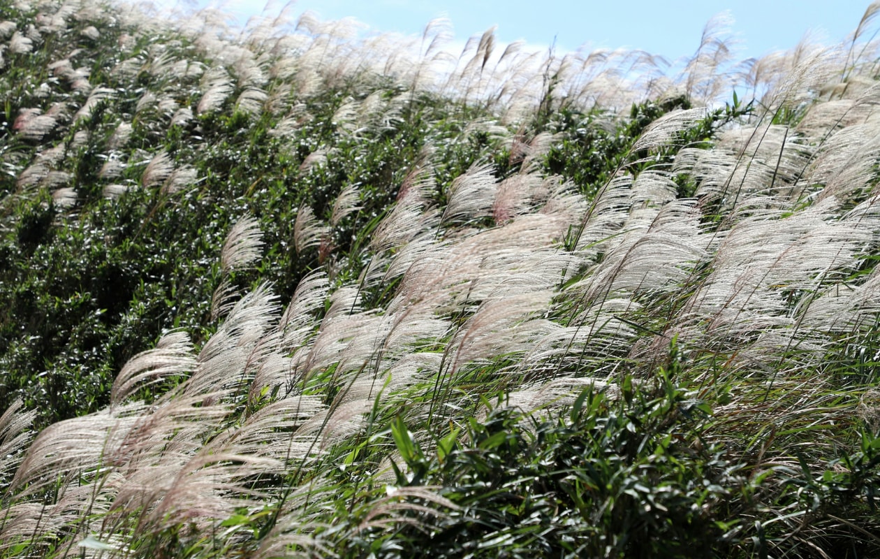 Prachtriet Miscanthus sinensis 'Malepartus'. Unsplash