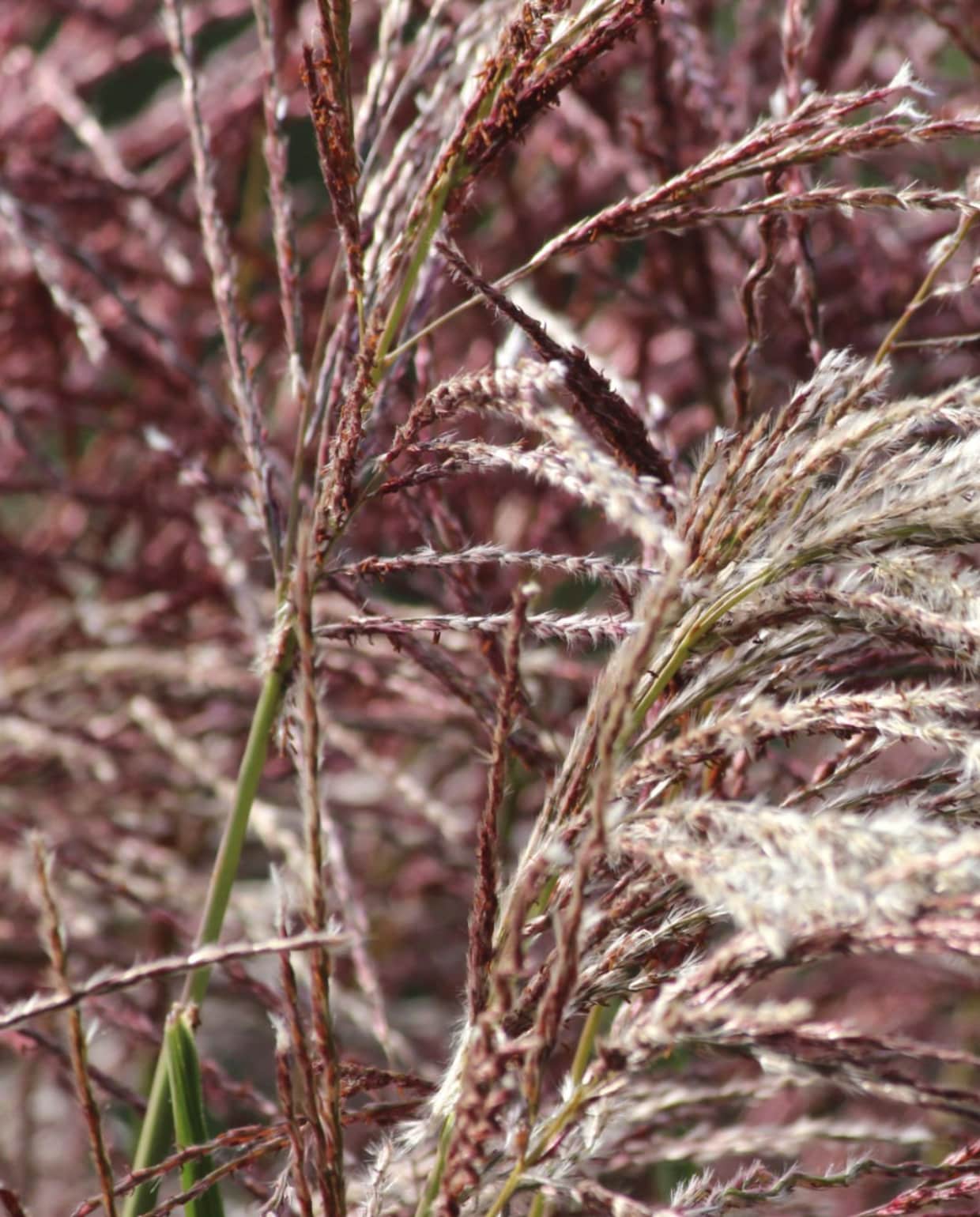 Prachtriet Miscanthus sinensis 'Malepartus'. Mtreasure via iStock