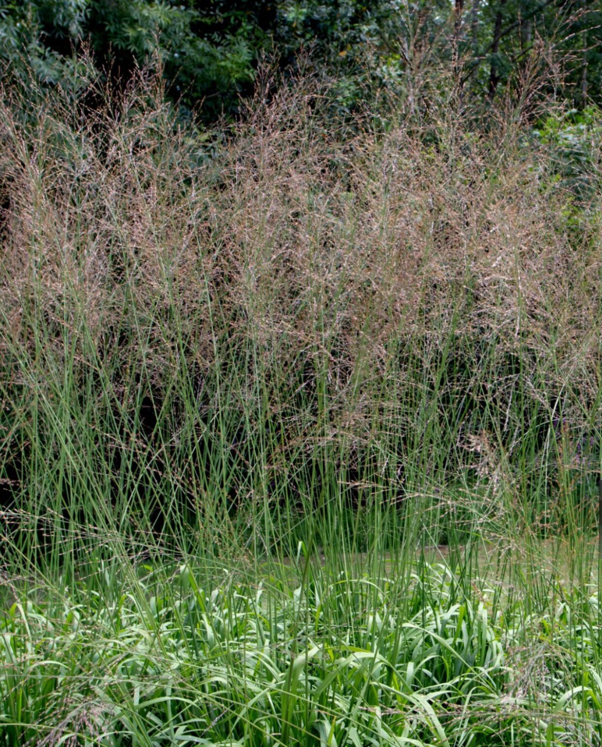 Het pijpestrootje, Molinia caerulea ‘Moorhexe’. Photohampster via iStock
