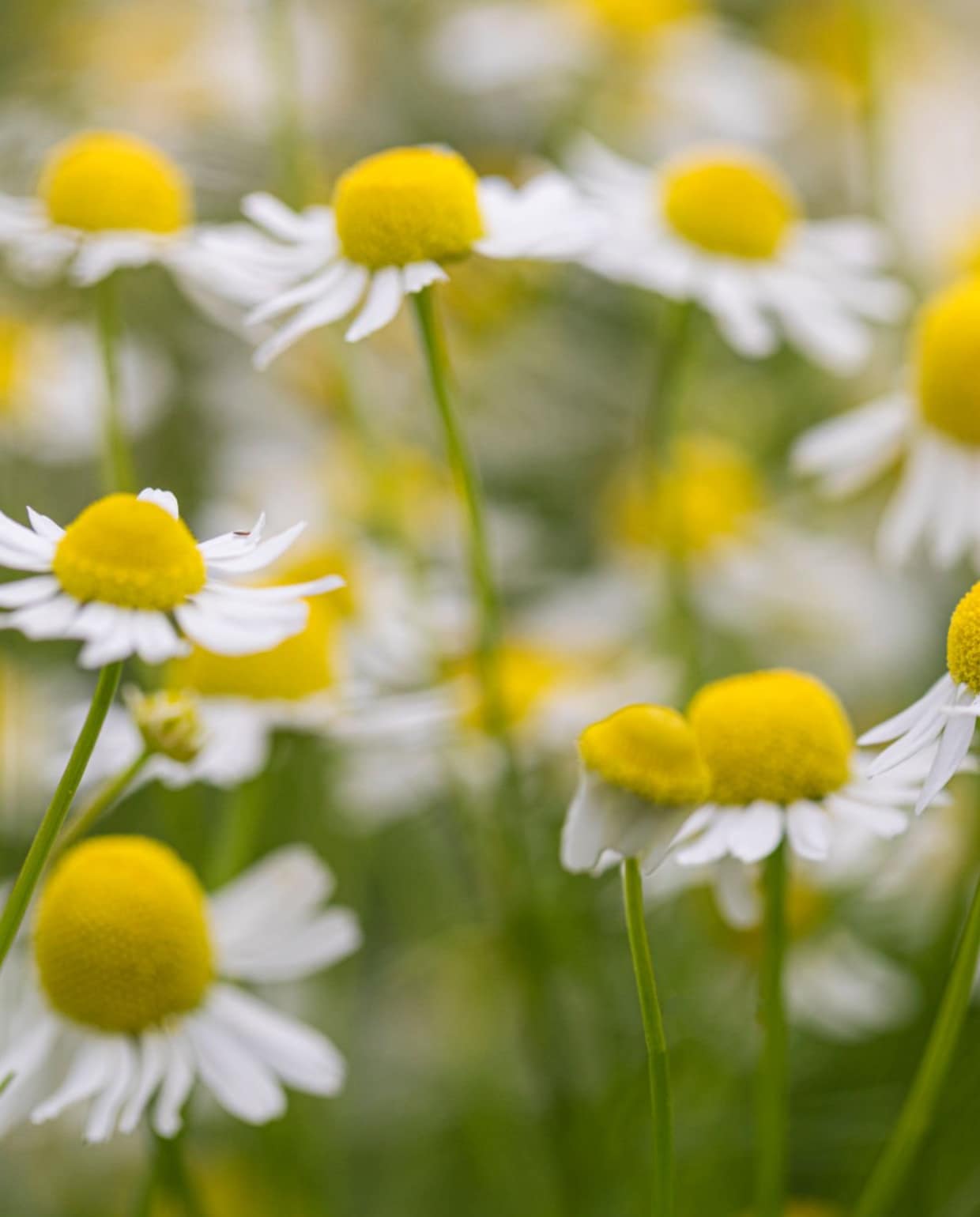 Roomse kamille, Chamaemelum nobile 'Ligulosum'. Angela Kotsell via iStock