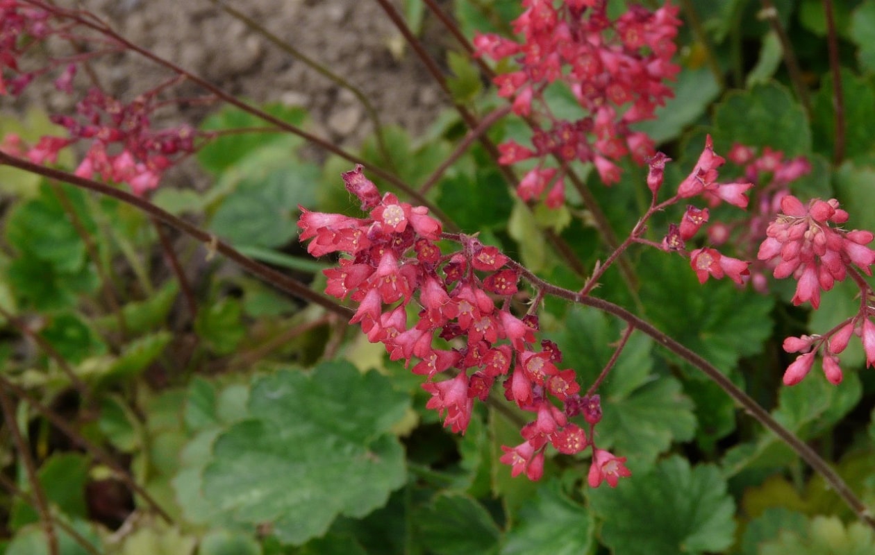 Het purperklokje Heuchera micrantha 'Palace Purple'. Pixabay