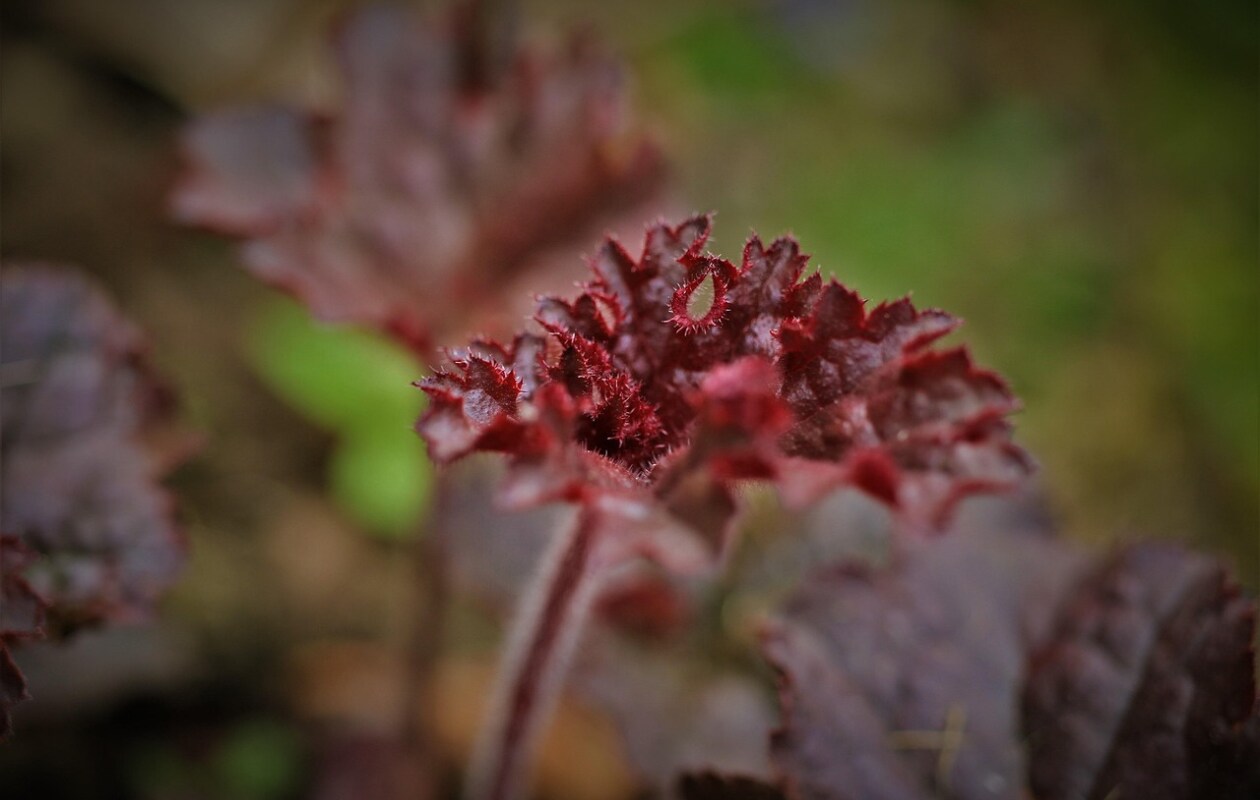 Het blad van het purperklokje Heuchera micrantha 'Palace Purple'. Pixabay