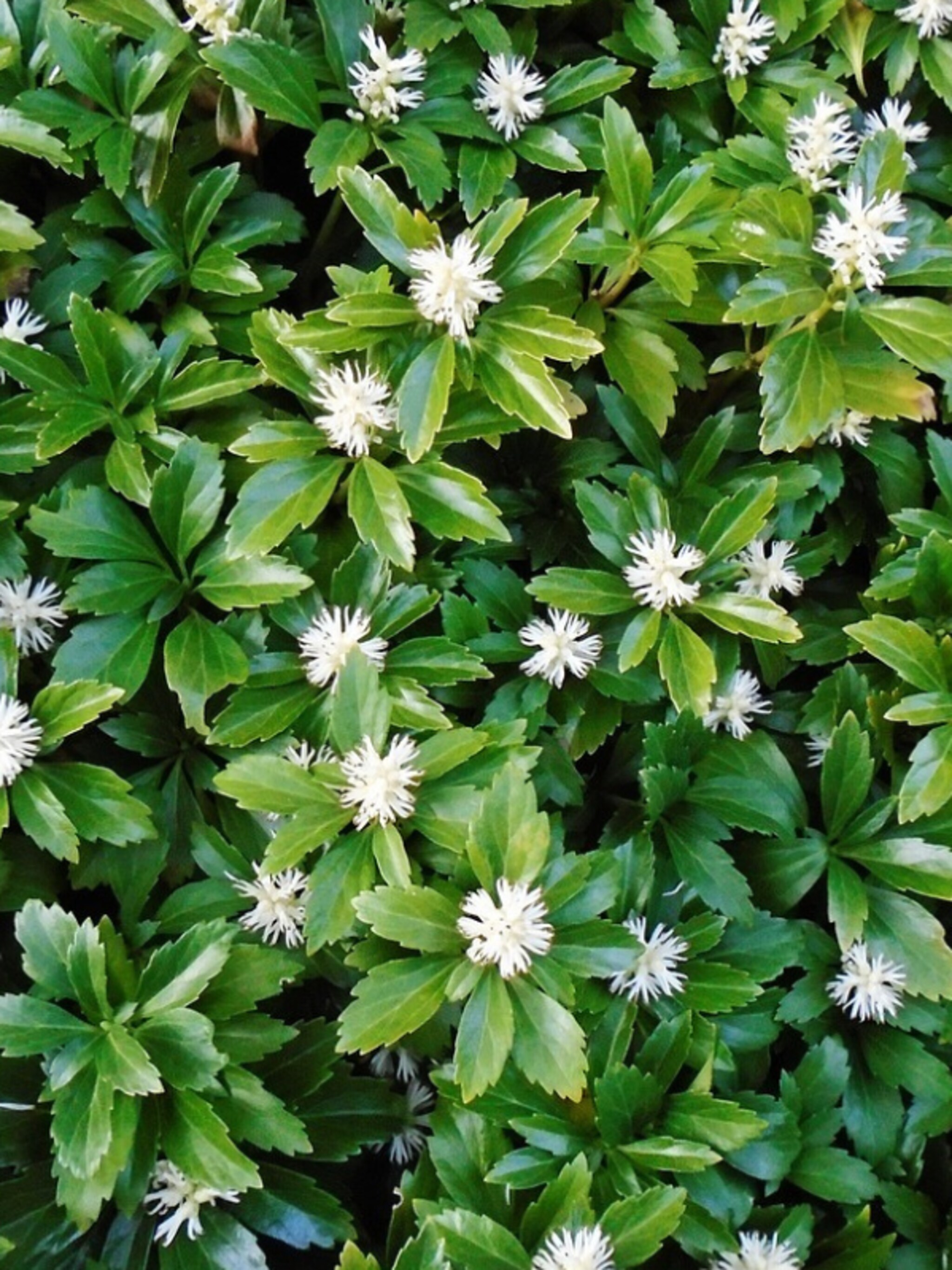 pachysandra variegata