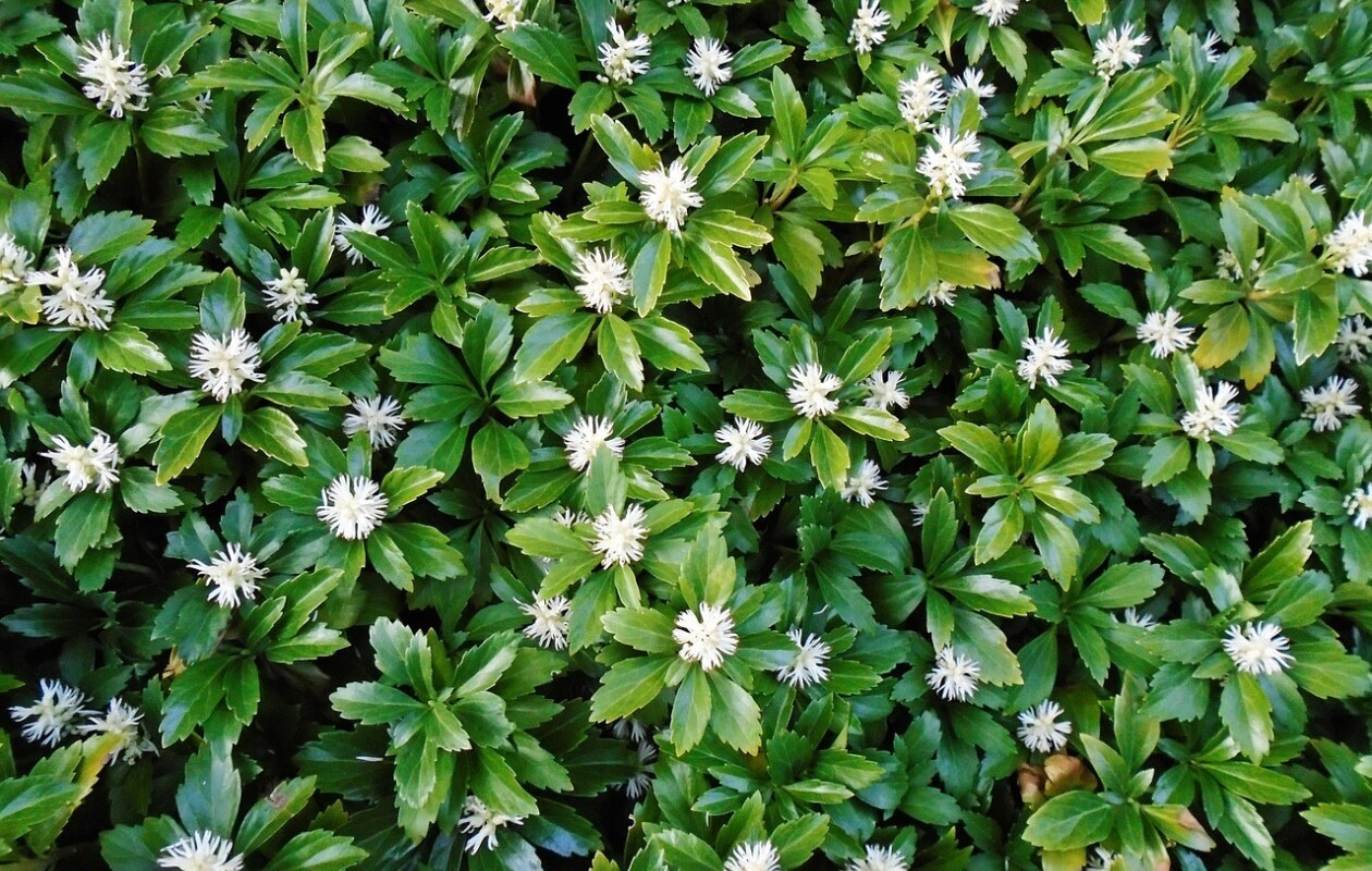 Pachysandra terminalis 'Variegata'. Pixabay