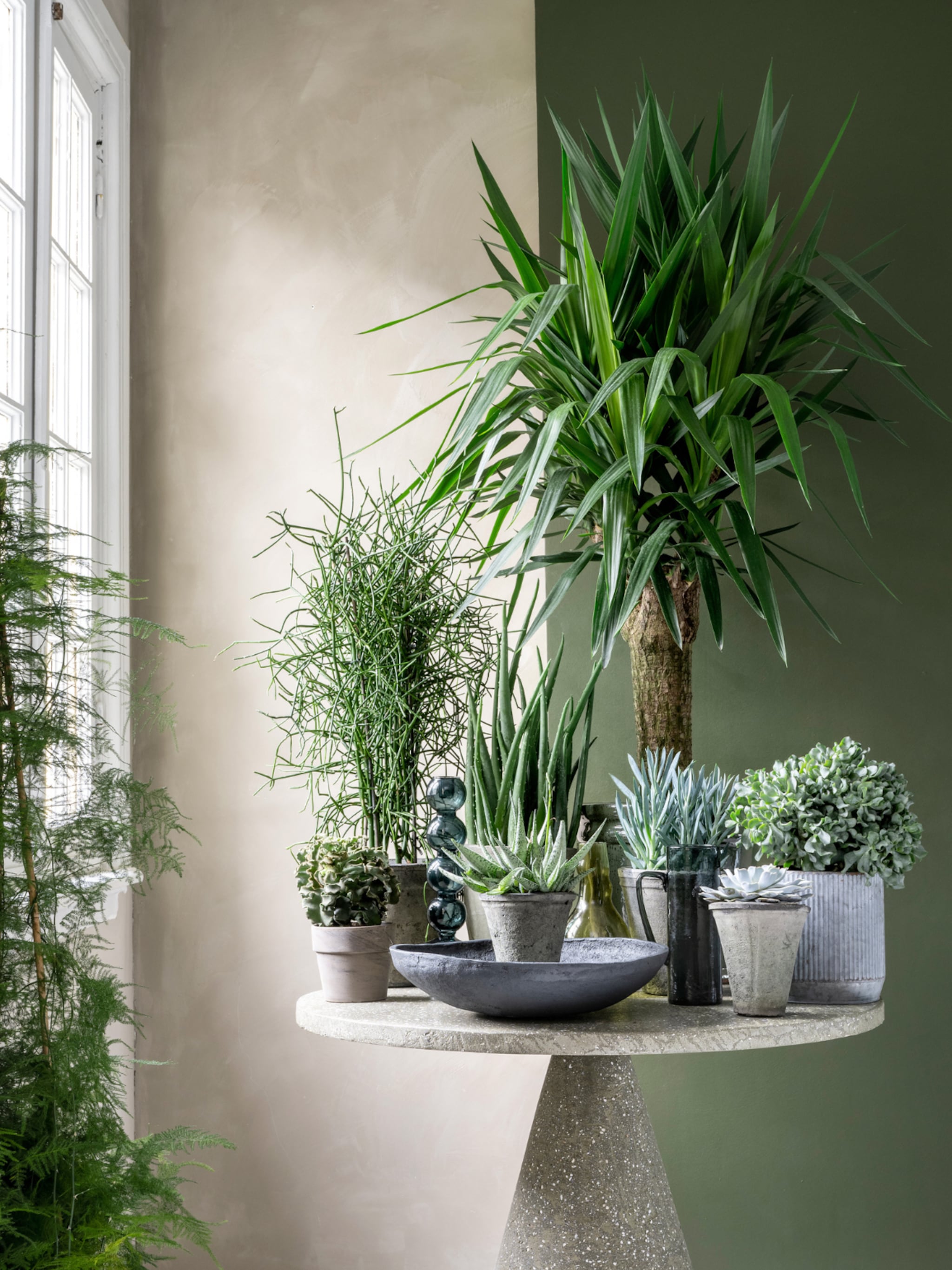 de mooiste bloeiende vetplanten