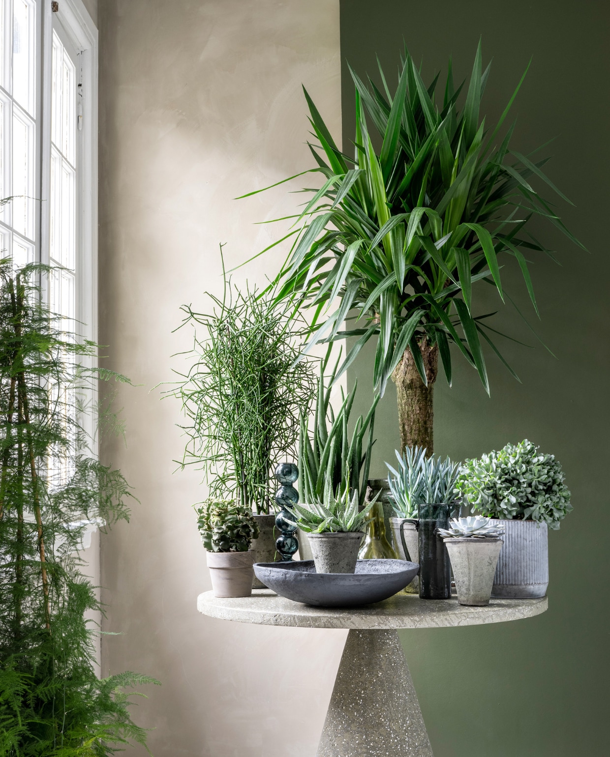 Planten en potten op tafel v.l.n.r.: vetplant € 6,95, pot € 4,95, potloodplant € 39,95, pot € 34,95, plant Aloë Vera € 29,95, pot € 34,95, plant vooraan Haworthia Pentagona € 10,95, plant Yucca XXL € 195,-, pot € 100,-, plant voor Yukka Senecio curio € 9,95, pot € 49,95 (loods5.nl), plant Echeveria € 9,95, pot € 9,95, plant Crassula € 24,95, pot € 17,95, plant bij het raam Asparagus € 39,95 (bydennis.nl). Lichtgroene muurverf Fresco in Sand Storm, 1 liter € 57,75 (pure-original.com). Donkergroene muurverf in nr. 76 van Lab Paint, 1 liter € 48,- (vestingh.nl). Microcement tafel, 100x75 cm (Øxh) € 1799,- (lanena-home.com). Glazen kandelaar € 39,95, glazen kan € 90,80, zwarte papier-maché schaal € 69,95 (urbannatureculture.com). vtwonen 03-2023 | styling Marianne Luning | fotografie Stan Koolen