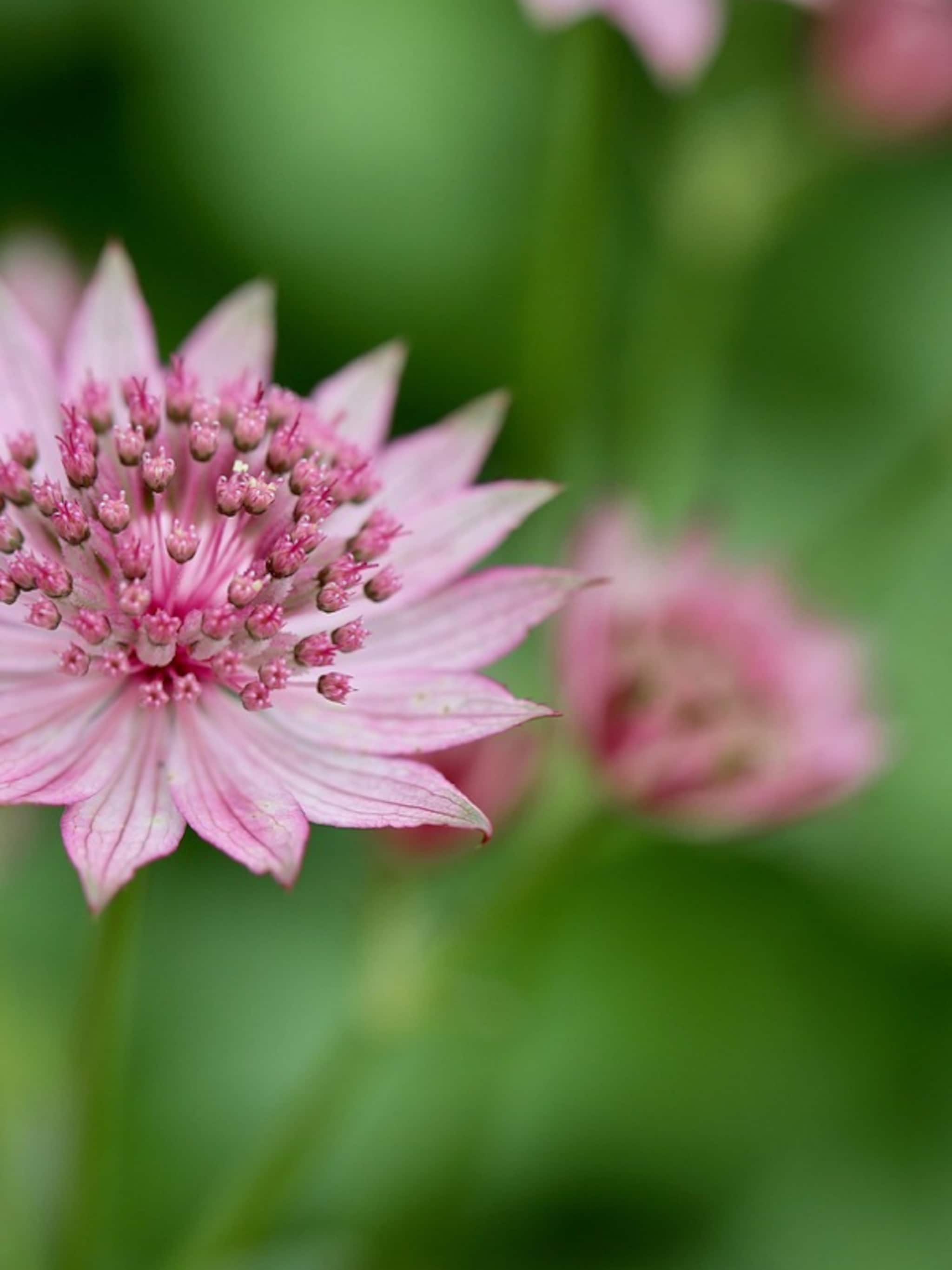 zeeuws knoopje astrantia maxima