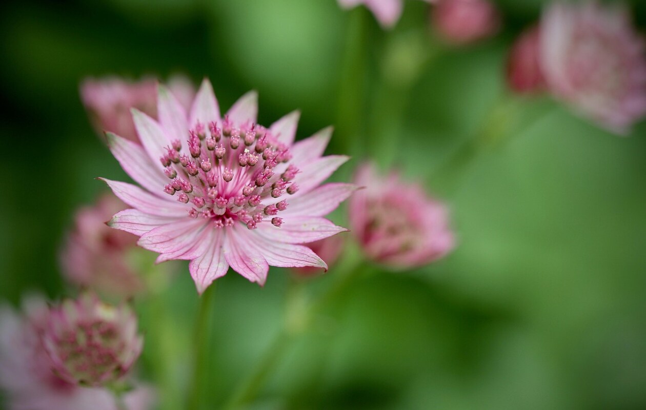 Zeeuws knoopje astrantia maxima Pixabay