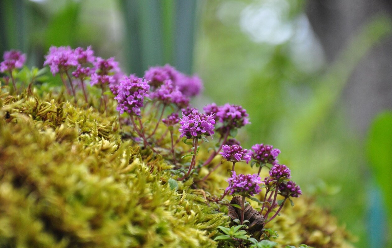 Kruiptijm Thymus praecox ‘Hall’s Variety’ Pixabay