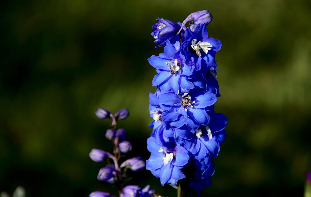 ridderspoor Delphinium ‘Blue Bird’ Pixabay