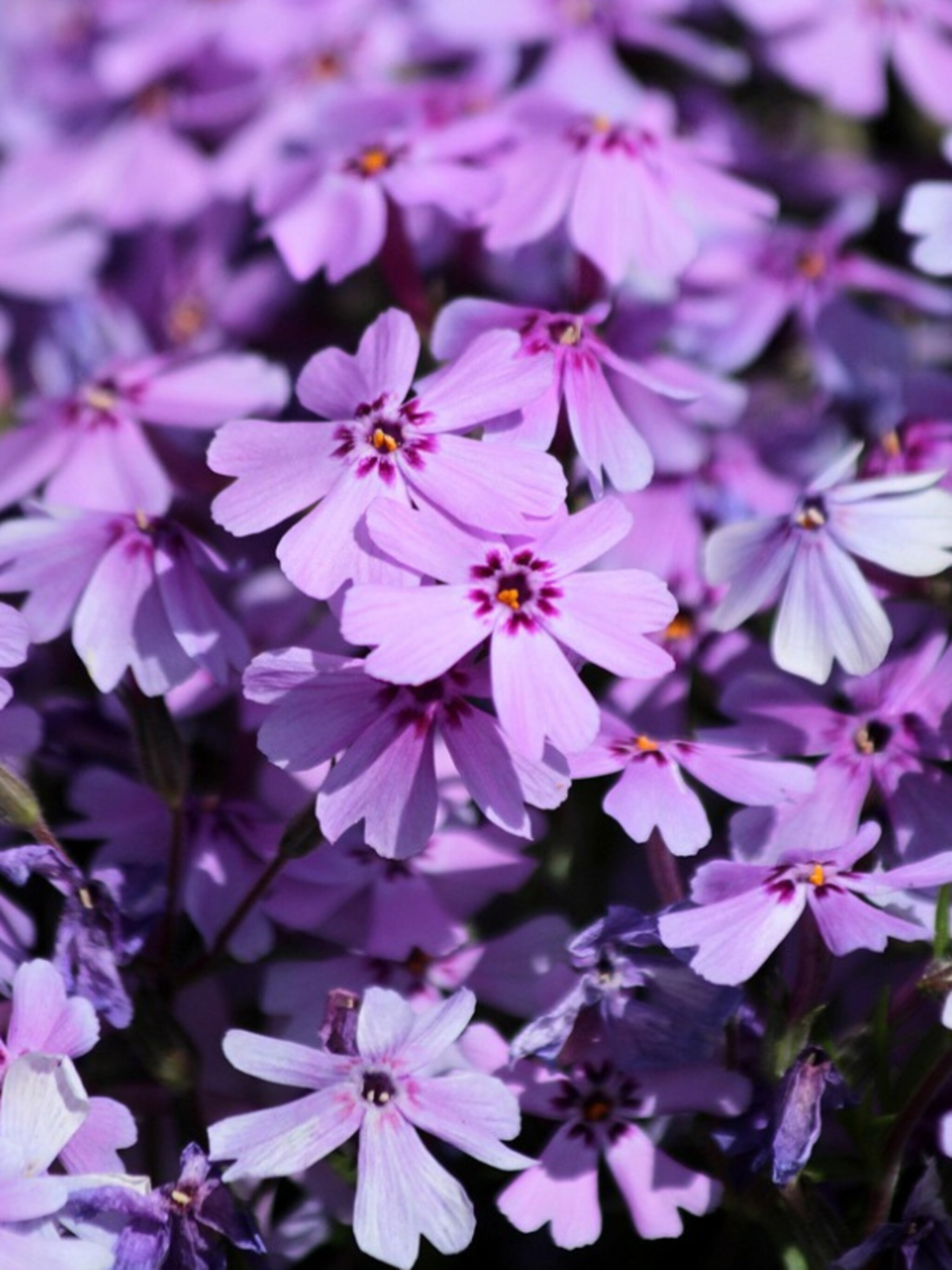 floks subulata