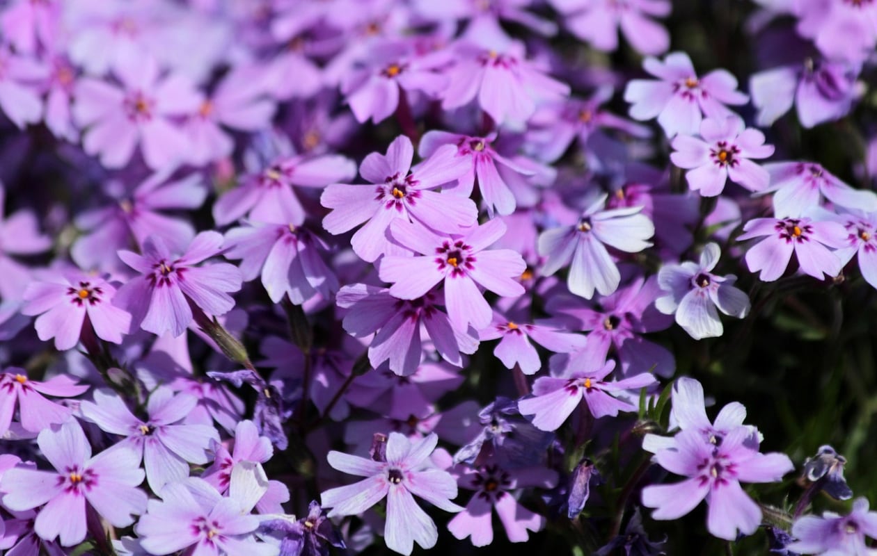 Phlox subulata, de floks of vlambloem Pixabay