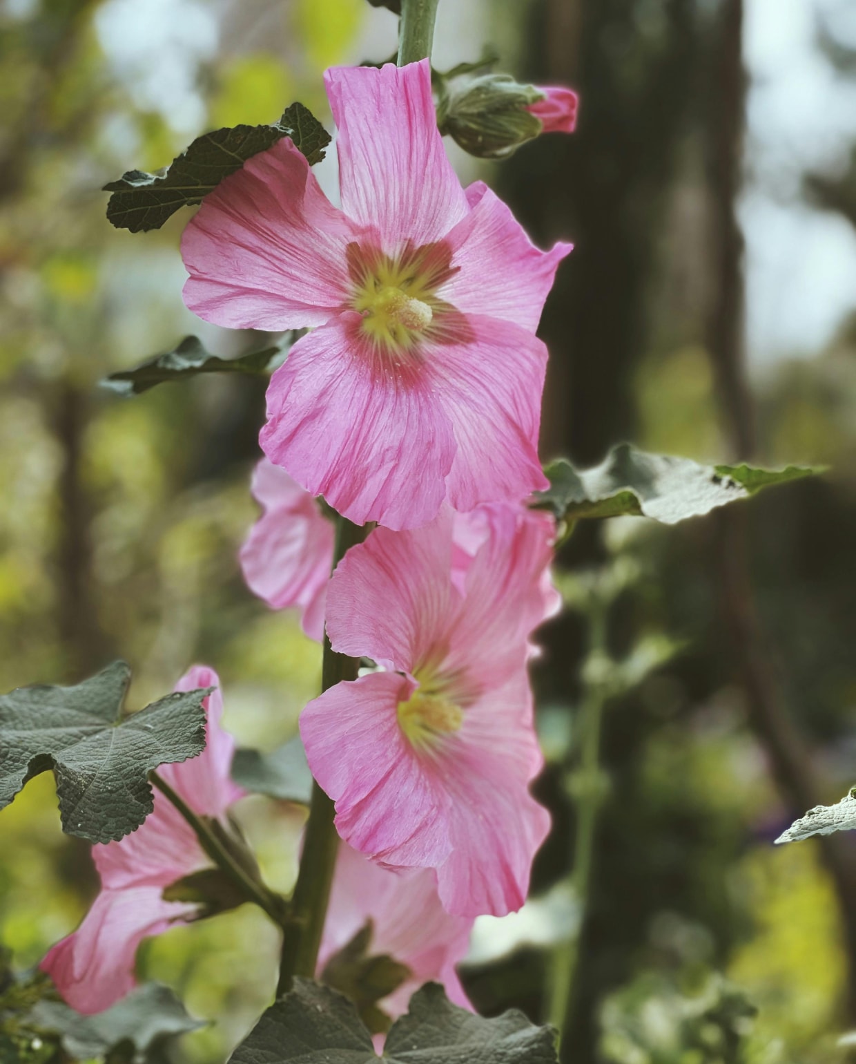 stokroos Alcea rosea Pexels