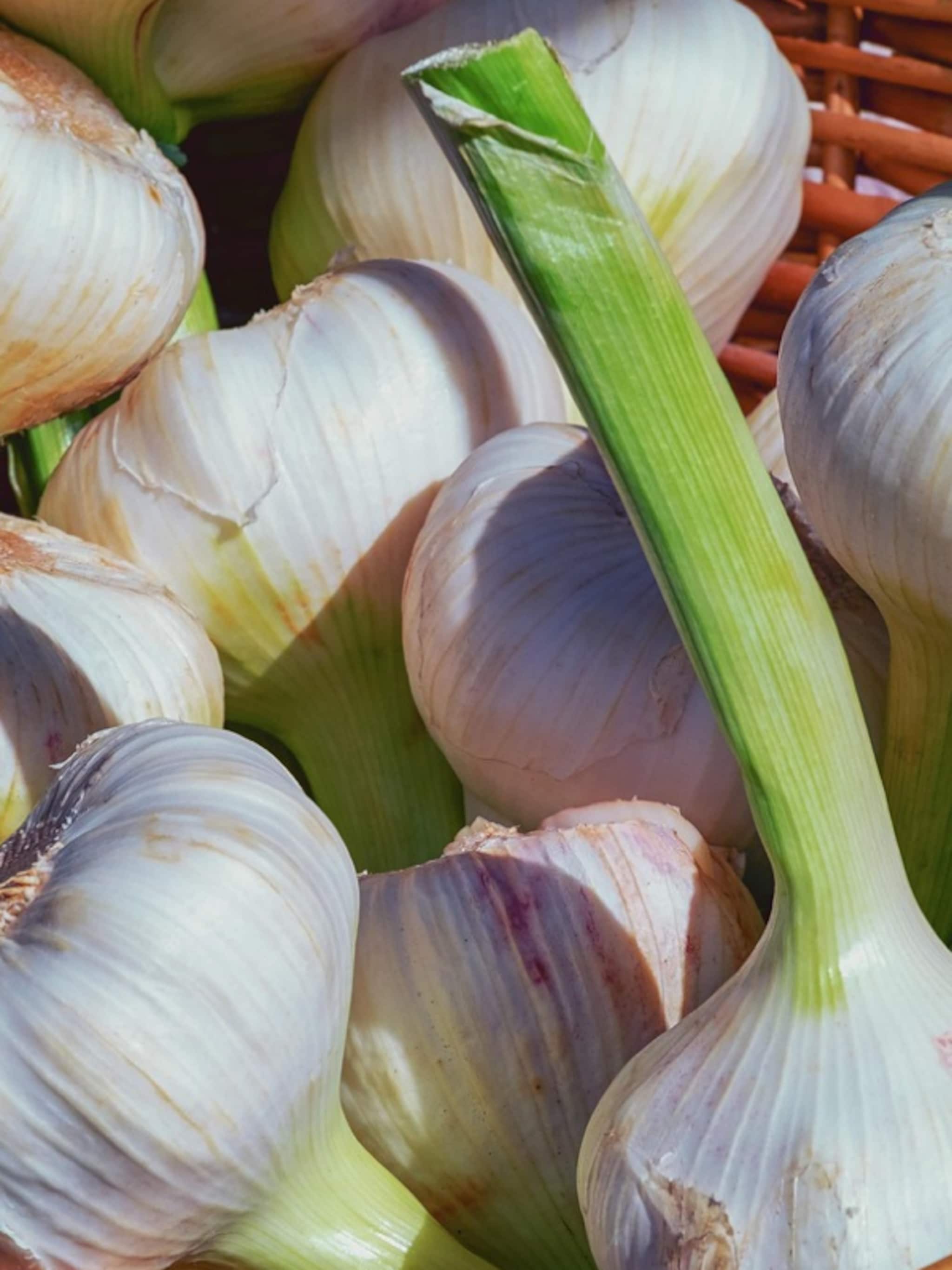 knoflook kweken in pot of grond