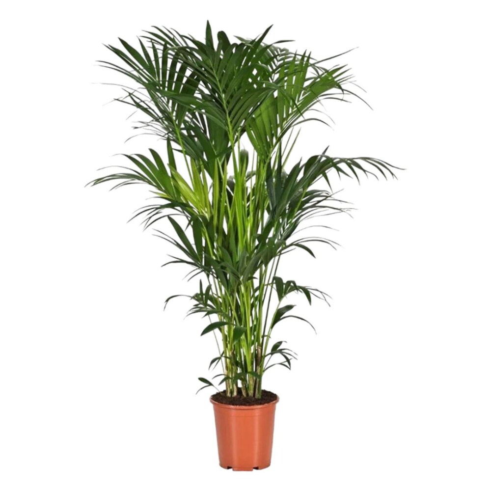 Kamerplant Kentia palm van Trendyplants, 24x180 €99,95 (shop.vtwonen.nl) vtwonen shop | Trendyplants