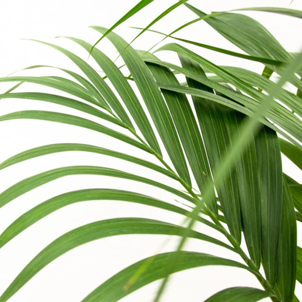 Kamerplant Kentia palm van Trendyplants, 24x180 €99,95 (shop.vtwonen.nl) vtwonen shop | Trendyplants