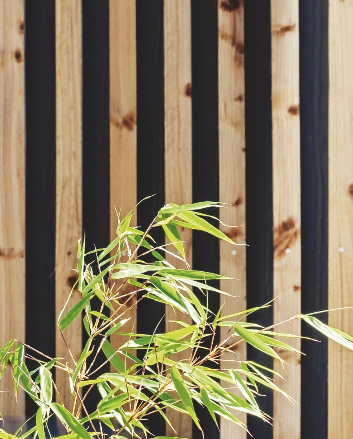Schutting gemaakt van houten latten. Op de voorgrond een bamboestruik (Fargesia nitida ‘Winter Joy’). vtwonen tuin 11 | productie living inside | styling en tekst rikke graff juel | fotografie christina kayser o. | tekst ina babbé