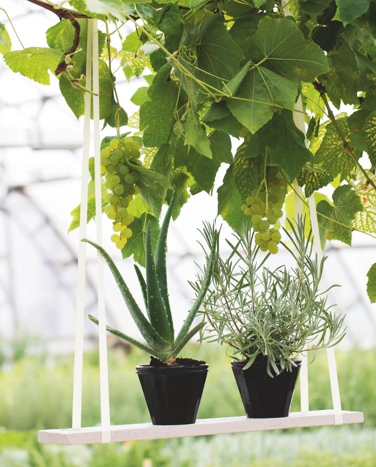 Ga gerust op vakantie: aloë vera en lavendel hebben weinig water nodig. vtwonen tuin 11 | styling gaia rasmussen | fotografie kira brandt