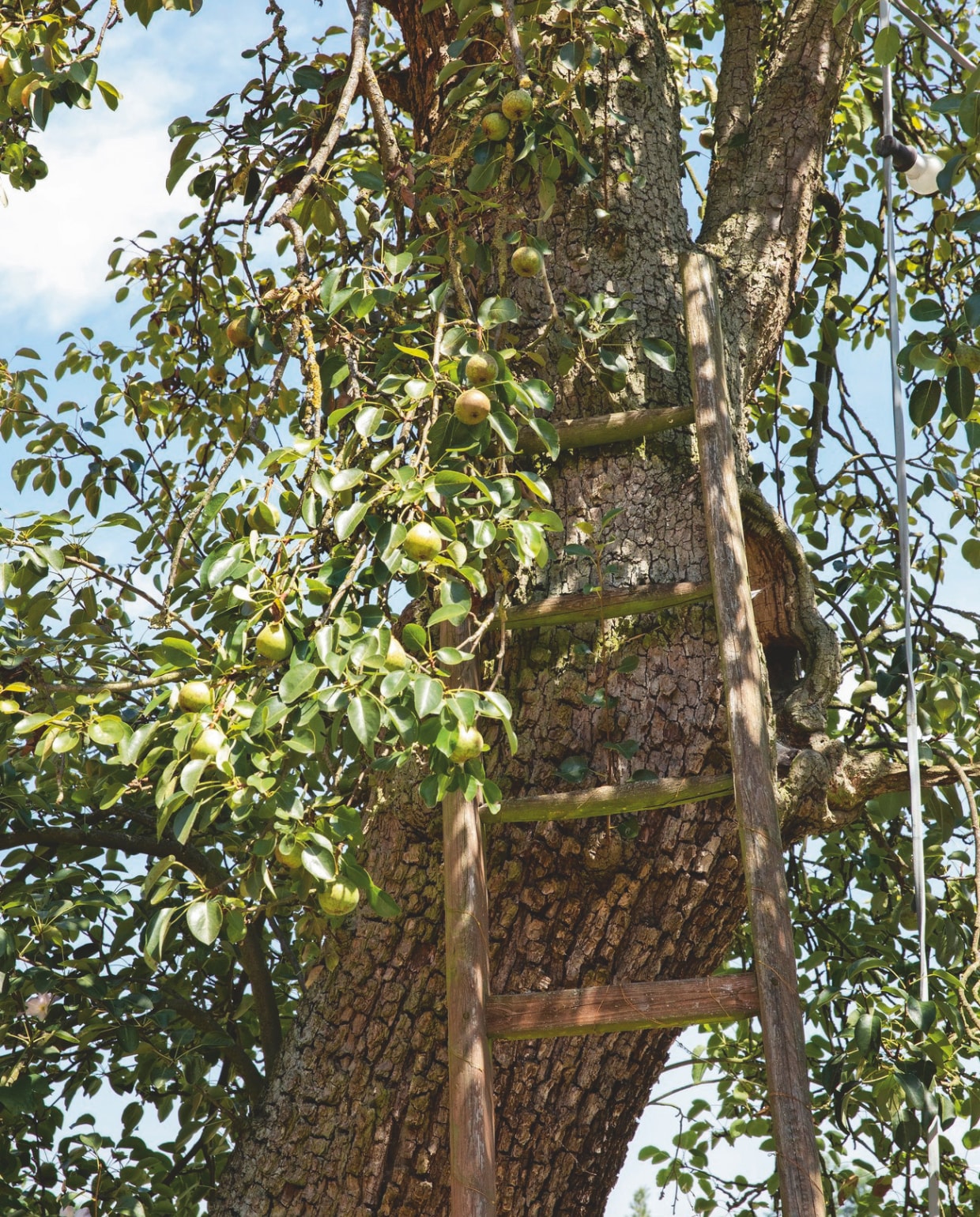 De stokoude perenboom levert nog steeds een rijke oogst. Soortgelijke oude (pluk)ladders Old Basics en Burbri. vtwonen Landelijk 03-2025 | Styling Miriam Hannemann | fotografie André Reuter | tekstbewerking Chris Muyres