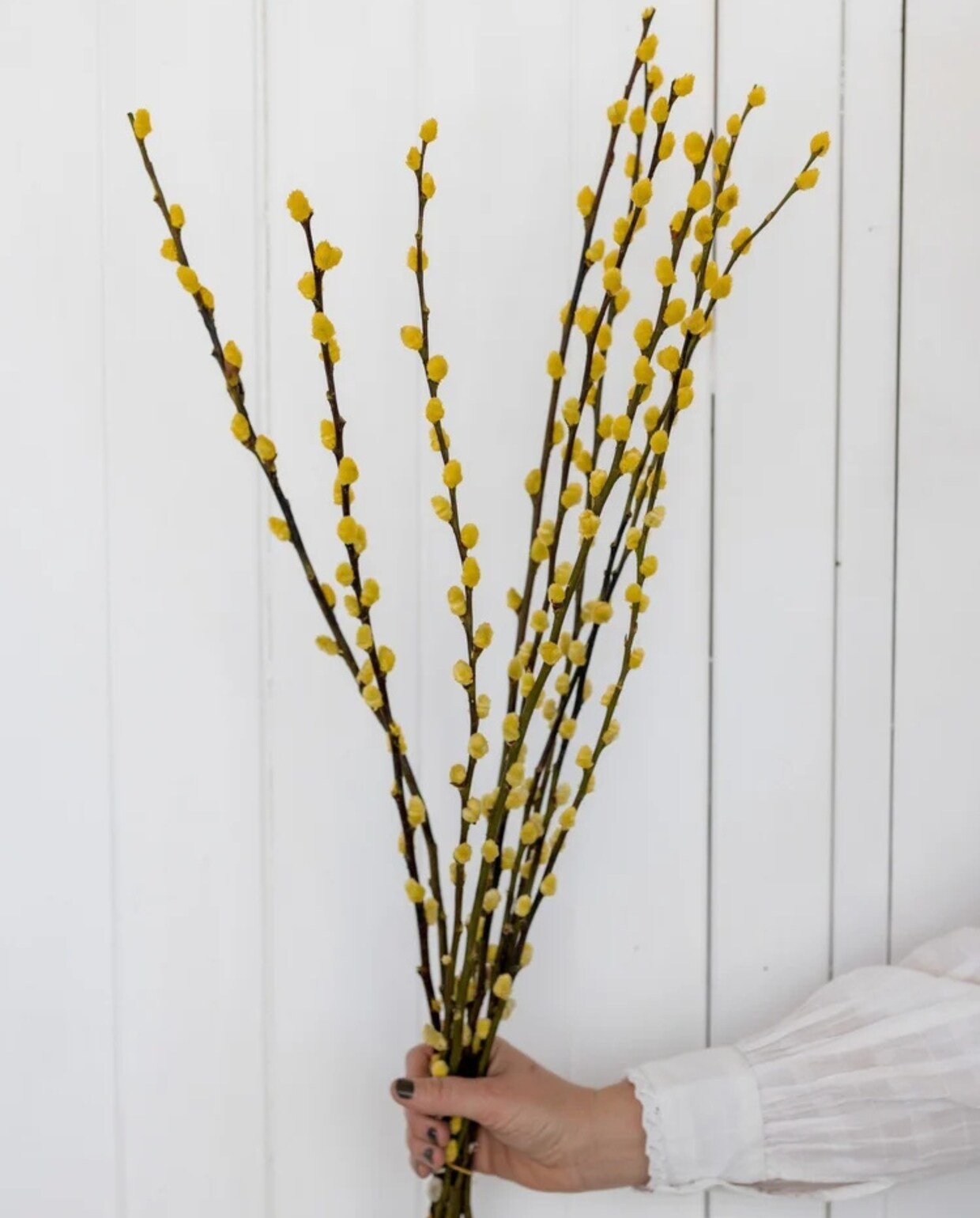 My Flowers.shop Geel gedroogde wilgenkatjes vtwonen shop | My Flowers.shop