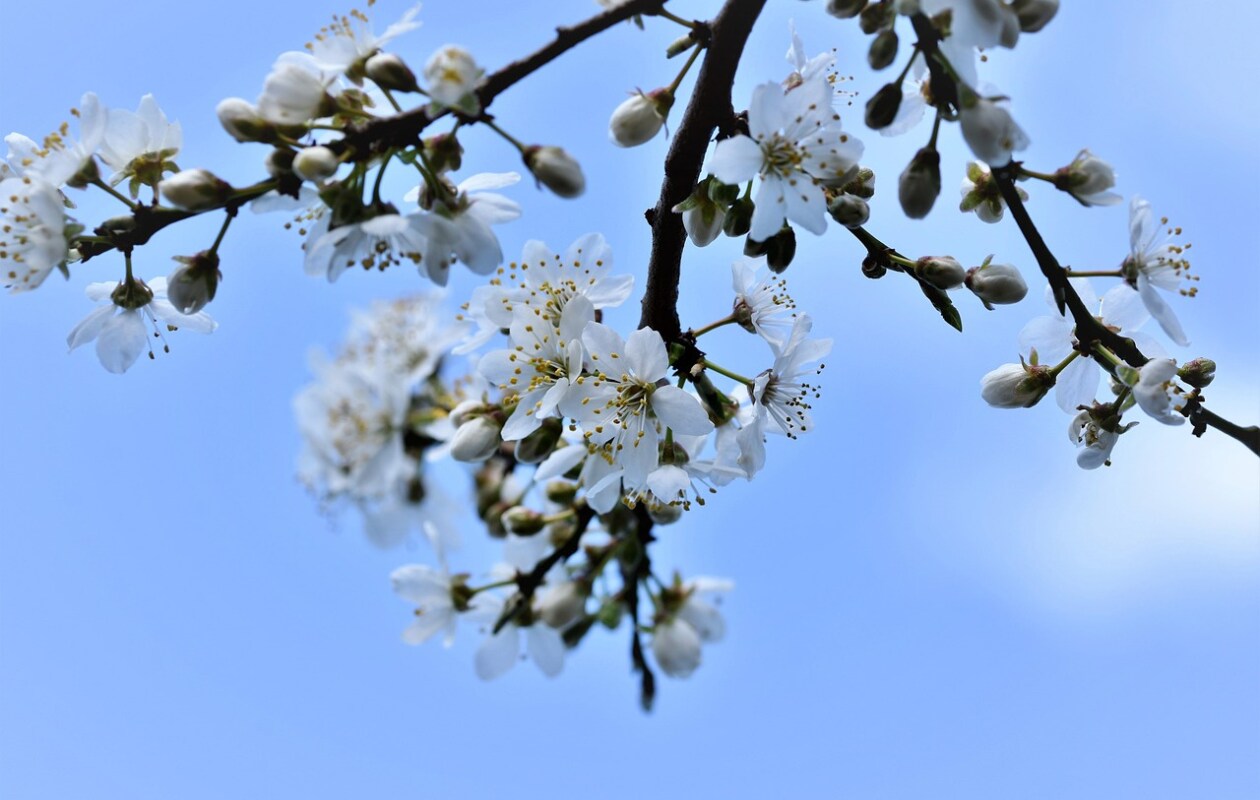 Beeld vtwonen pruimenboom bloesem Fotografie Ralph van Pixabay