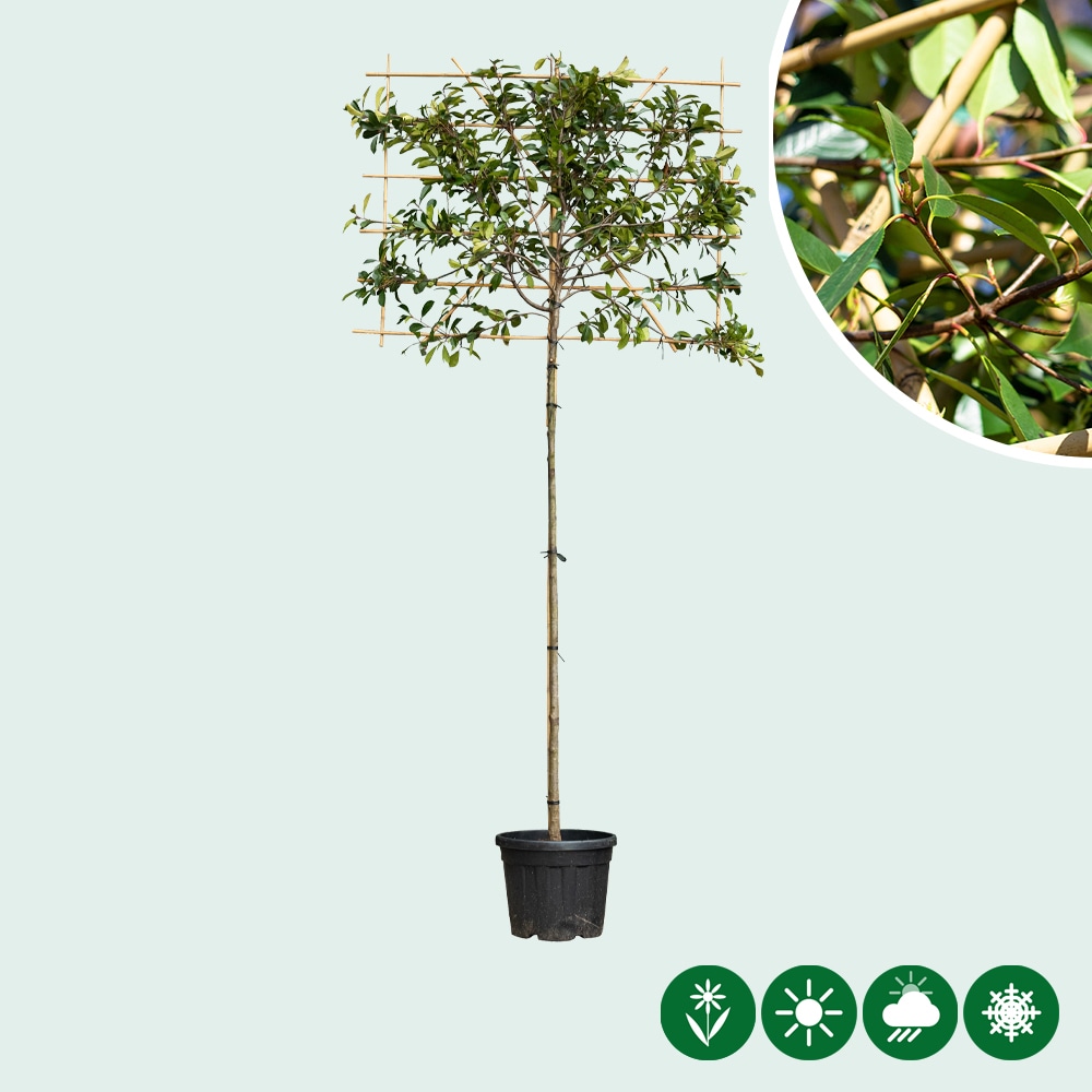 Glansmispel leiboom volgroeid Glansmispel leiboom volgroeid