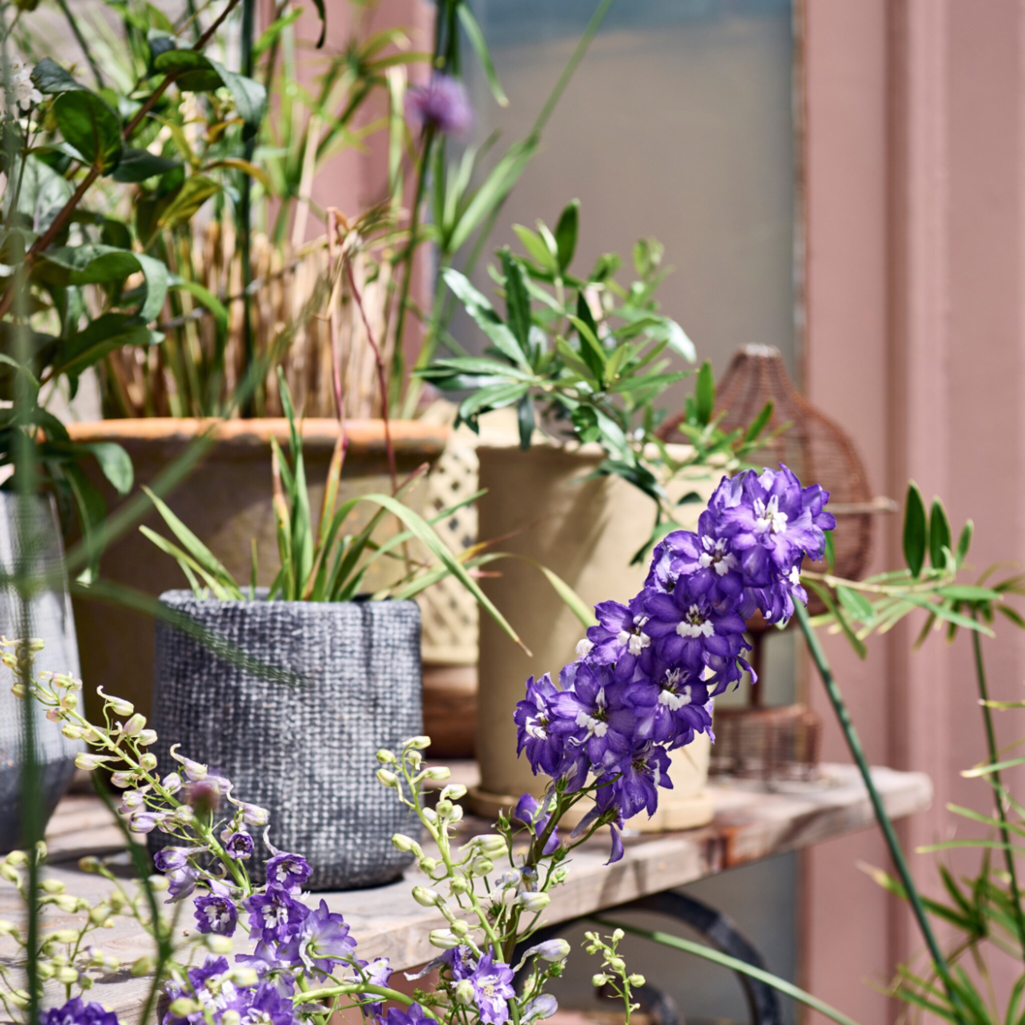 linkinbio-landelijk-20250506-planten-landelijke-tuin
