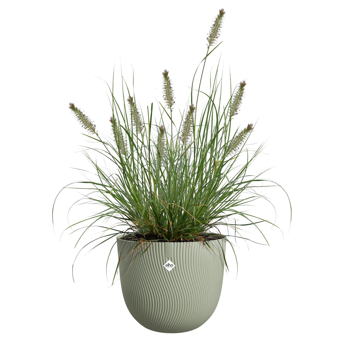 sereh-pot in groen