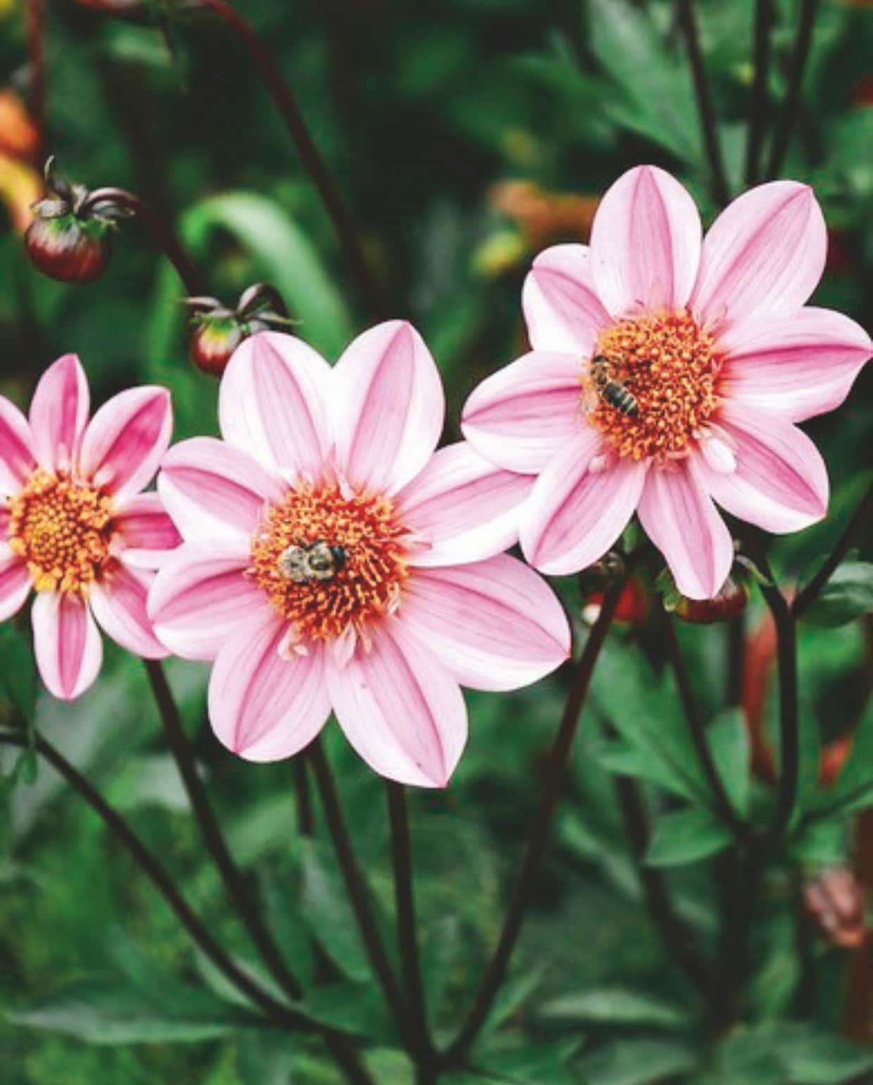 Beeld zomerboek 3x zomerborder tip 2: Koningin van de pluktuin zomerboek 2025 | fotografie Eva Krebbers | tekst Angelo Dorny