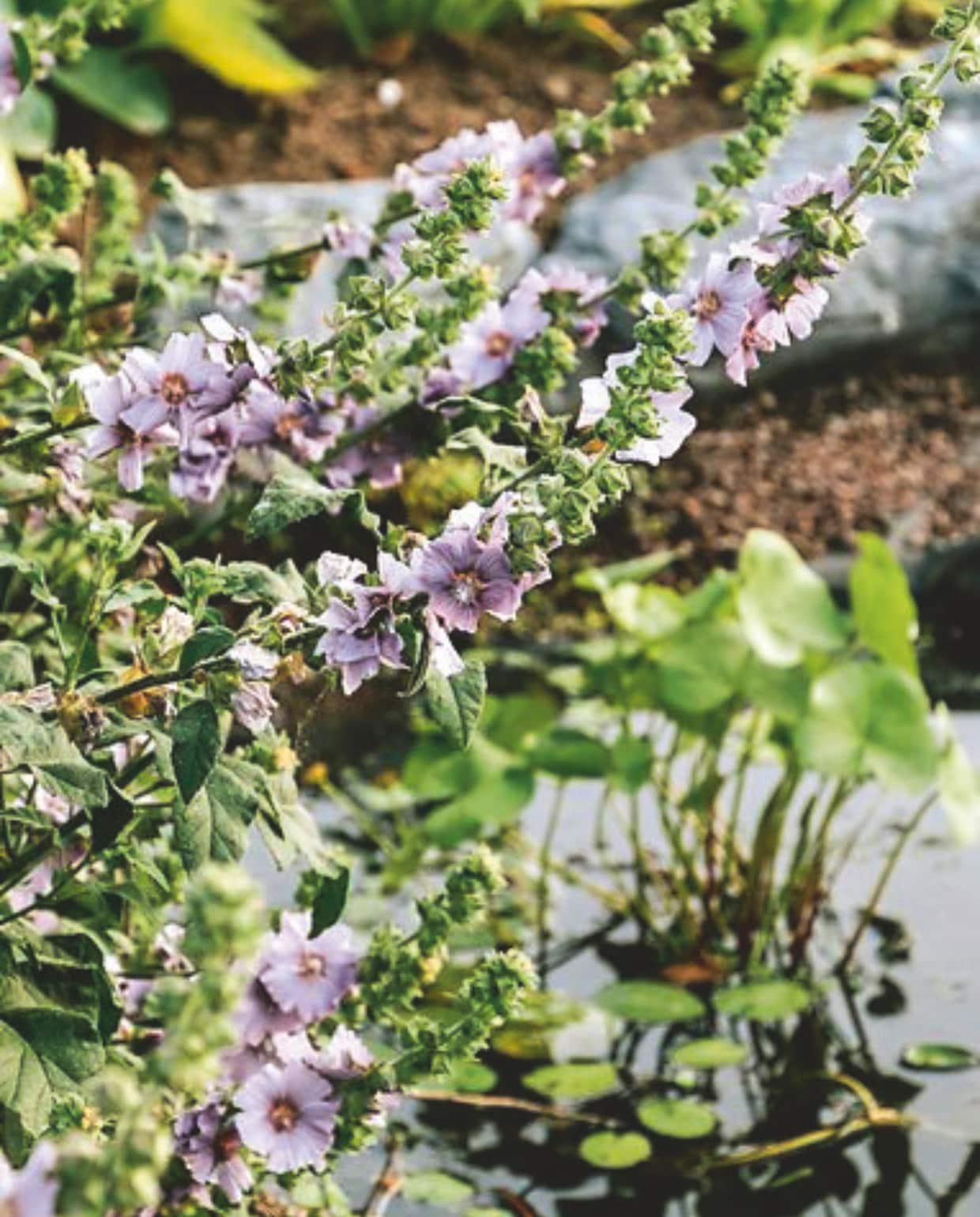 Water in de tuin houdt planten gezond en trekt onder andere insecten aan; goed voor de biodiversiteit. vtwonen Zomerboek 2025 | fotografie Eva Krebbers