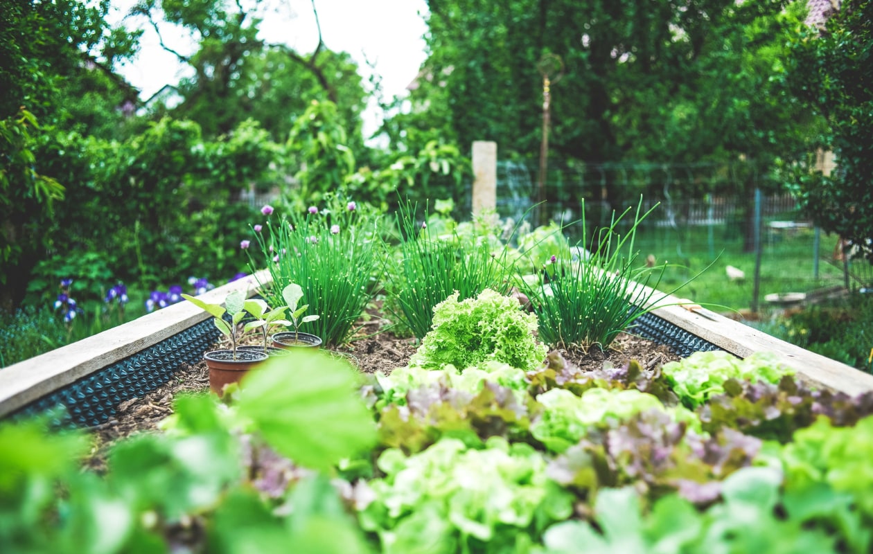 moestuin, duurzame tuin Unsplash