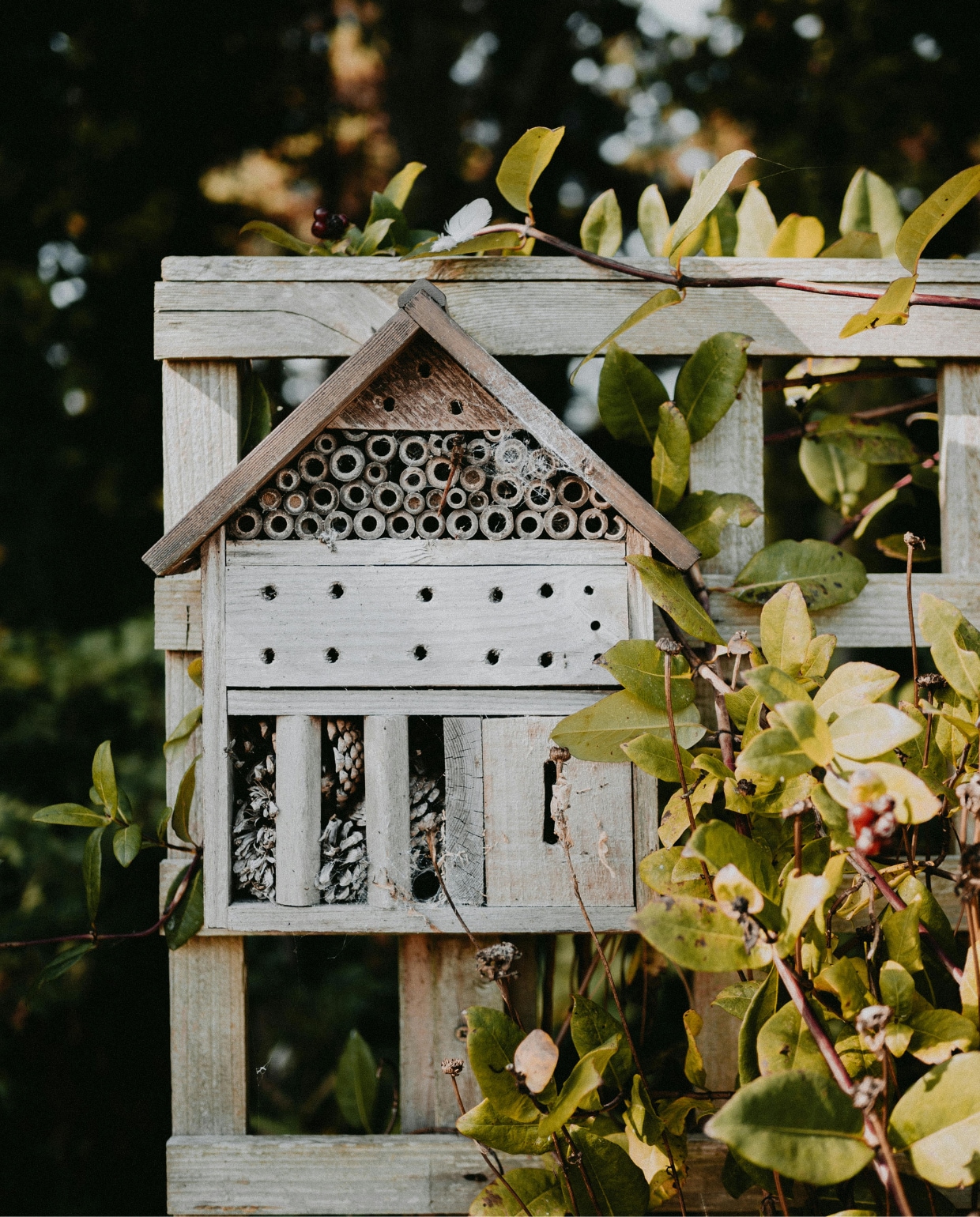 insectenhotel, tuin Pexels