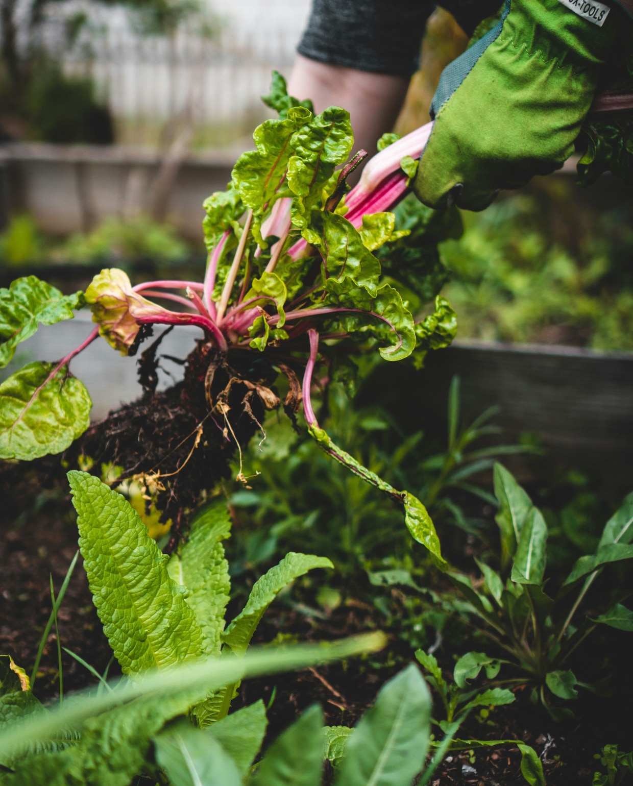 moestuin, duurzame tuin Unsplash