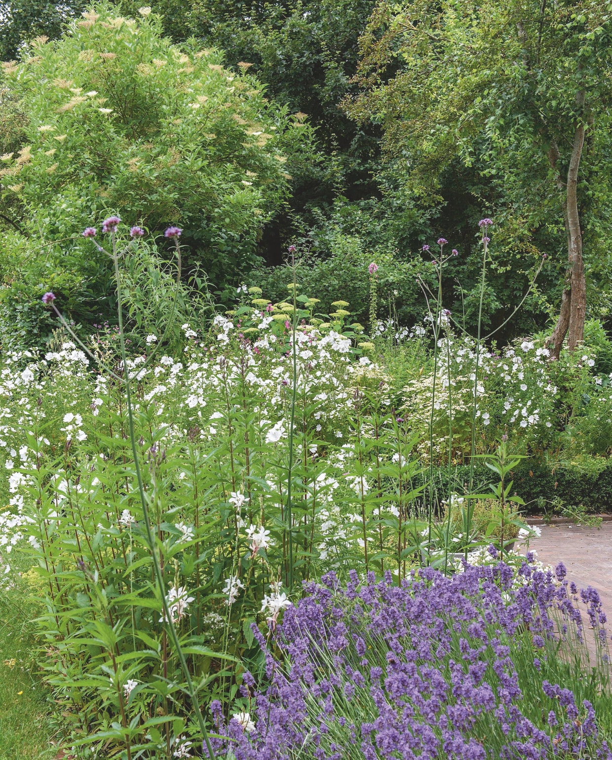 Vlambloem, verbena, lavendel in pot. vtwonen Landelijk 06-2025 | fotografie Ton Bouwer